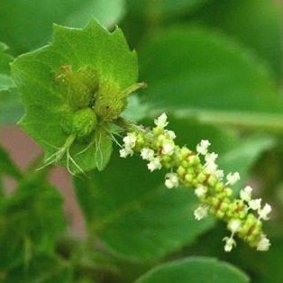 Acalypha indica