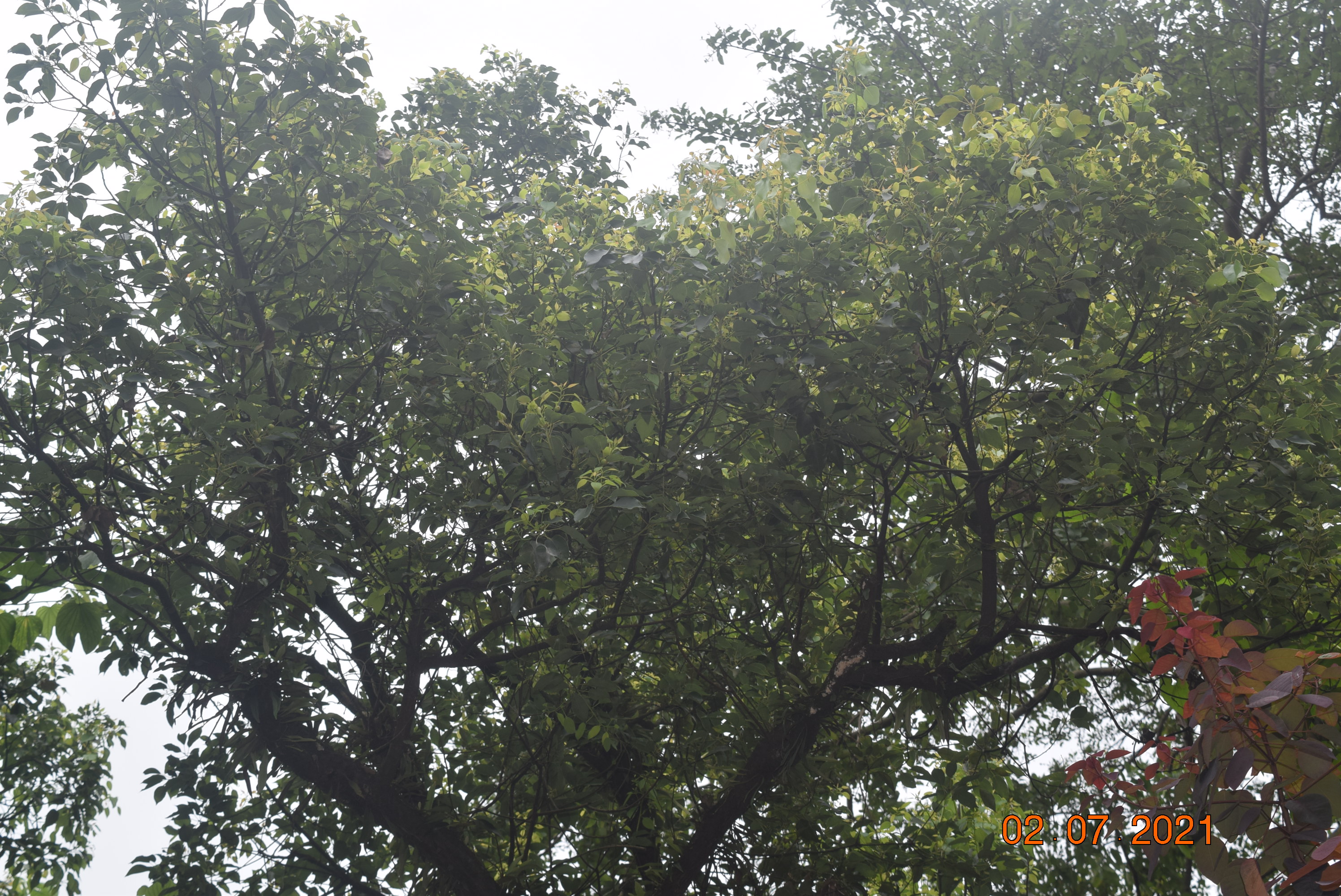 Cinnamomum camphora