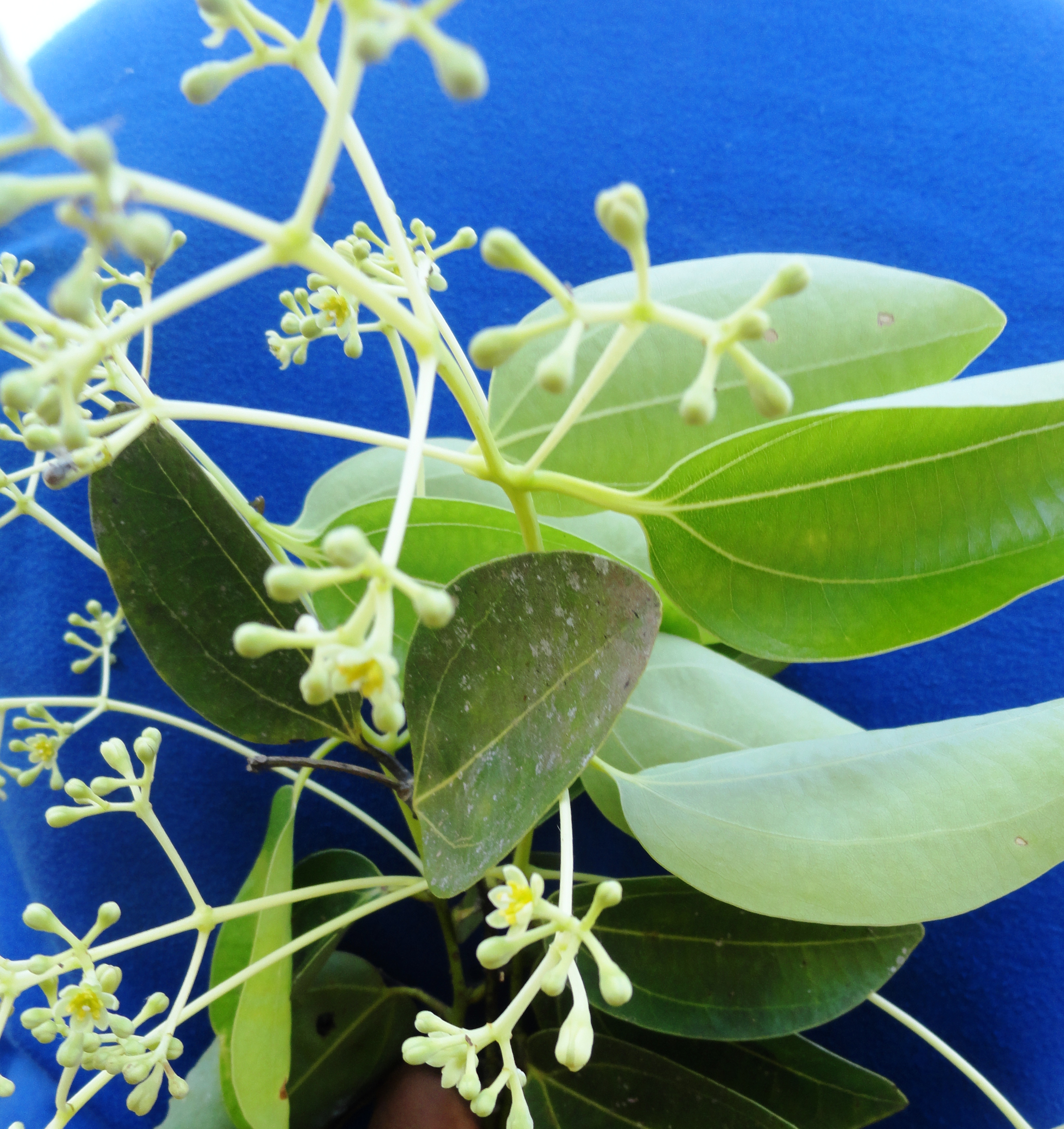 Cinnamomum zeylanicum
