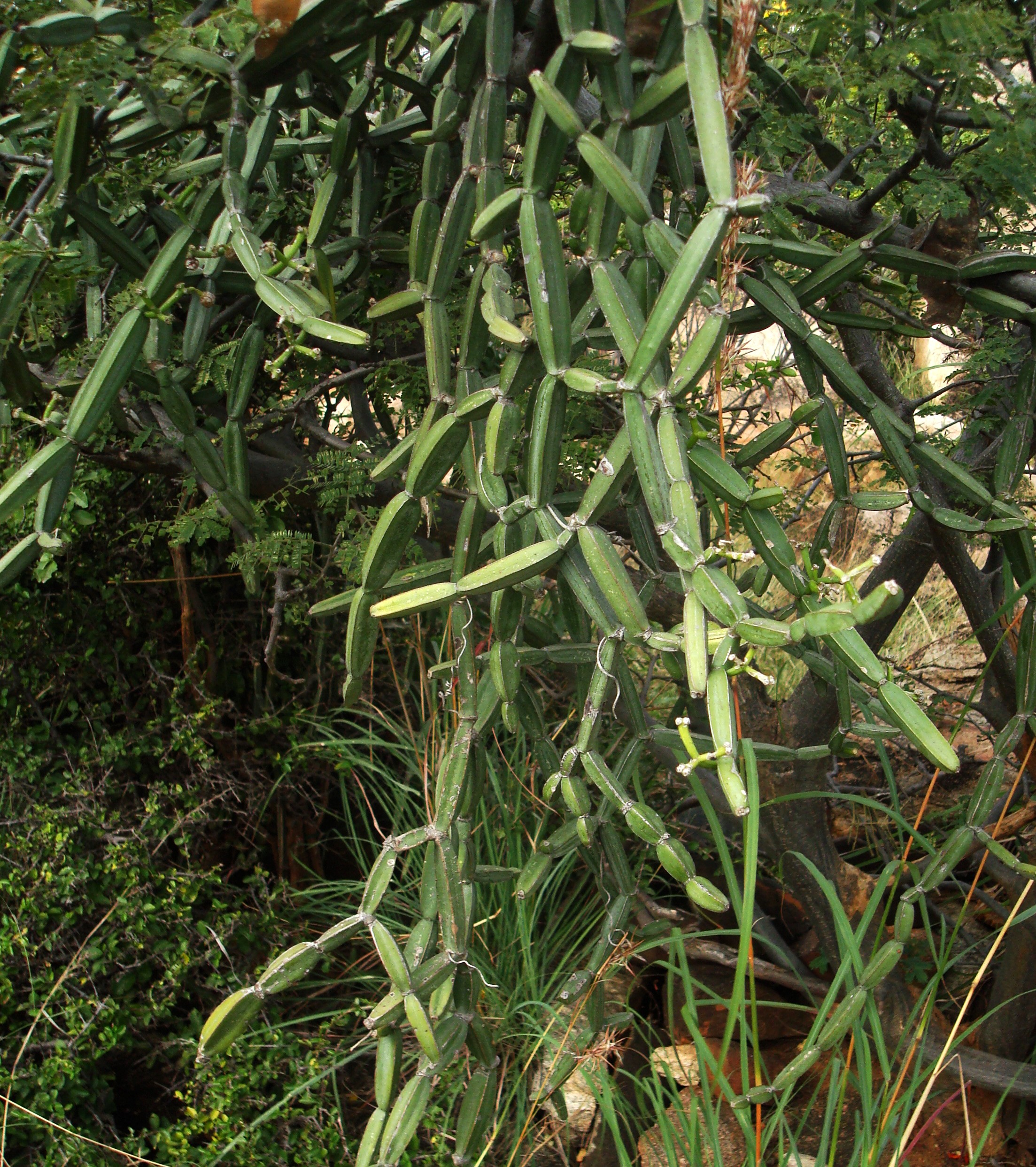 Cissus quadrangularis