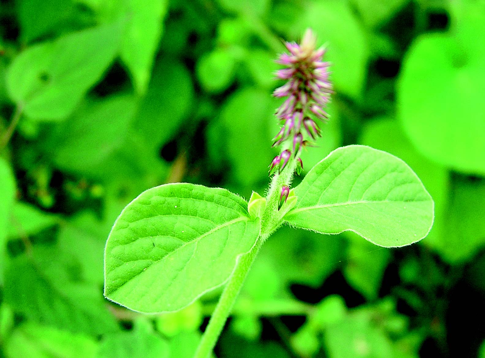 Achyranthes aspera