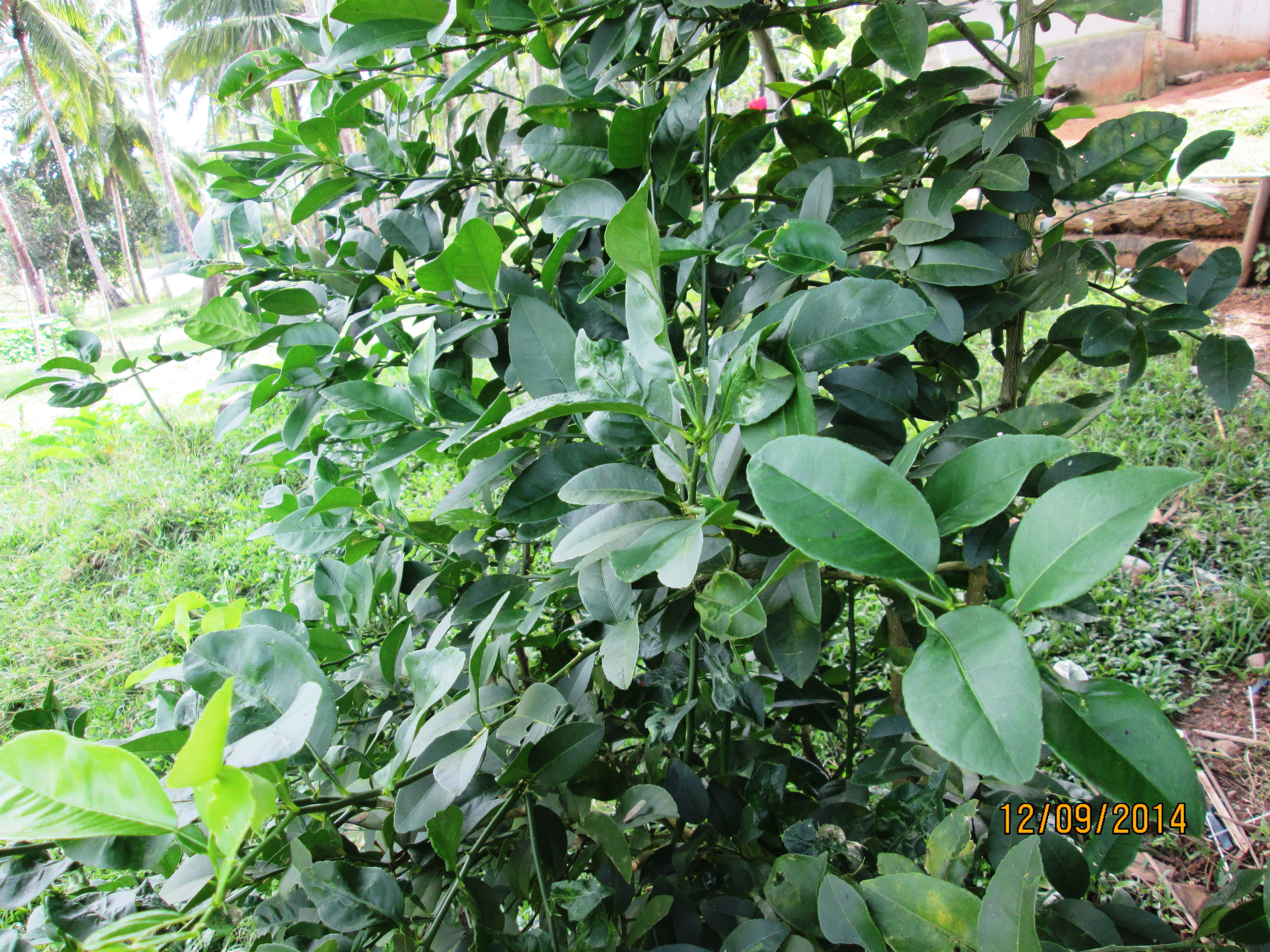 Citrus limon