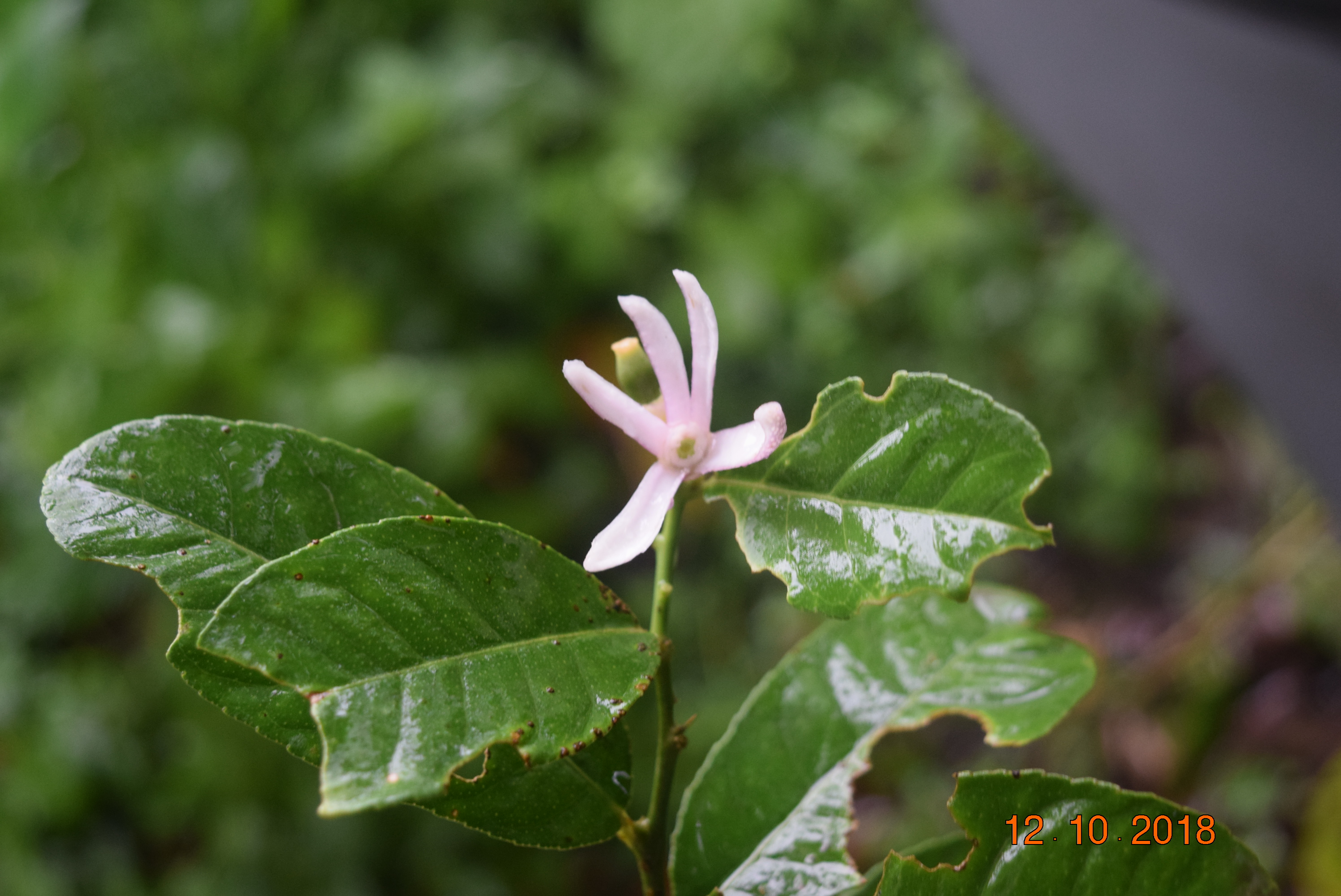 Citrus medica