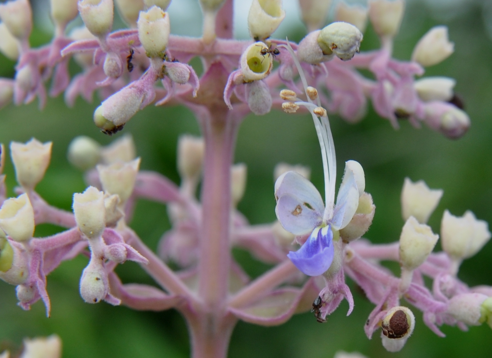 Clerodendrum serratum