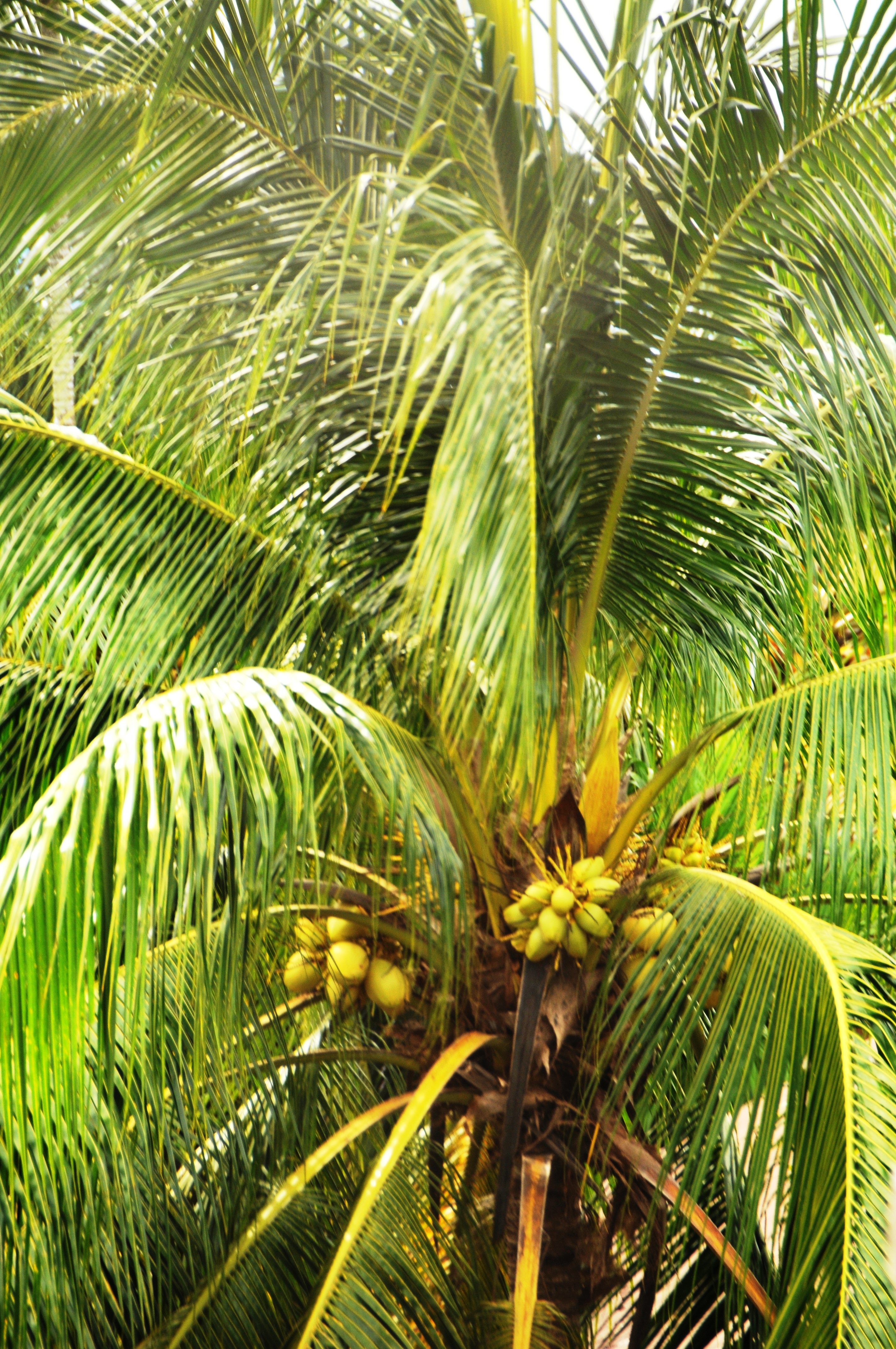 Cocos nucifera