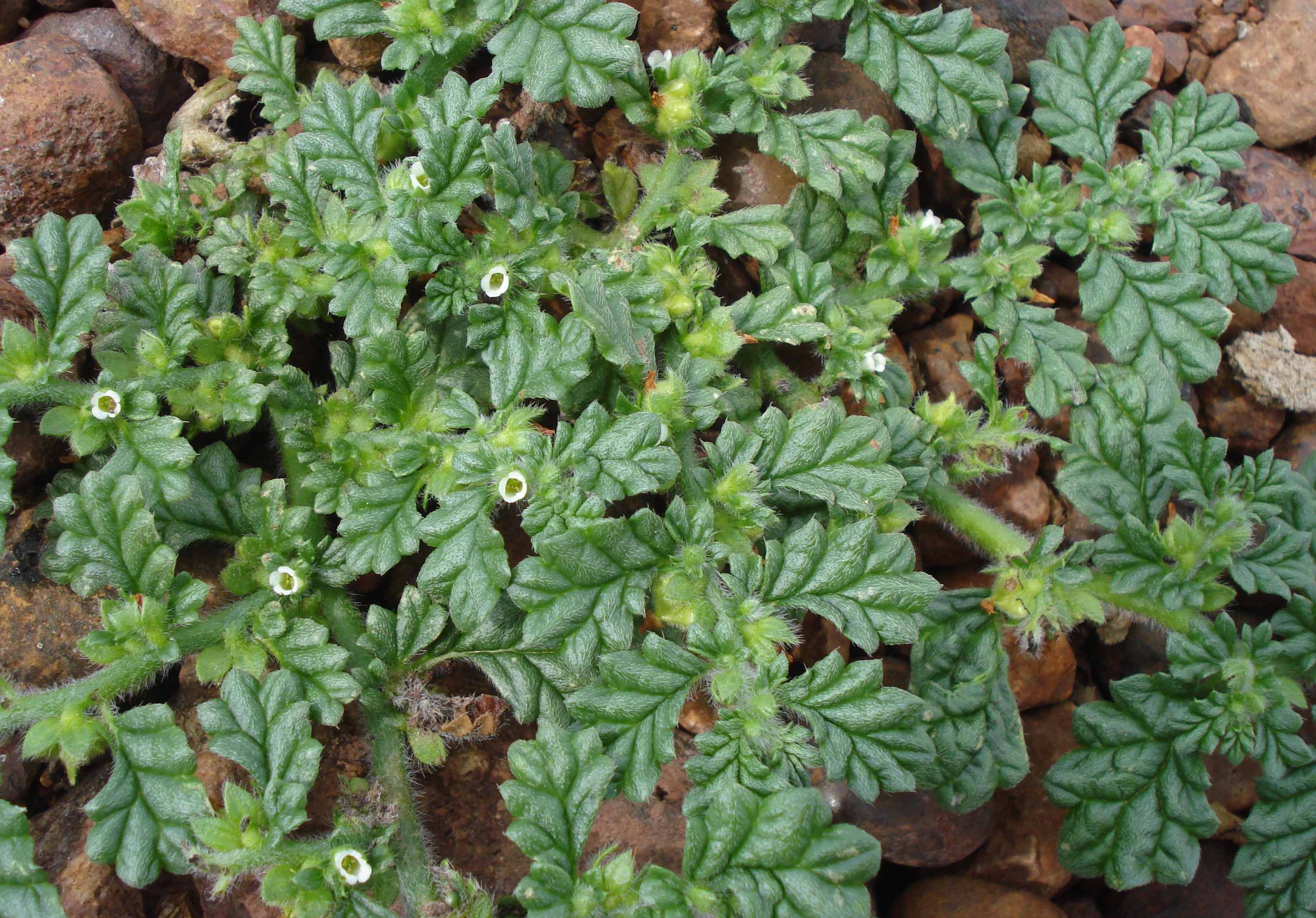 Coldenia procumbens