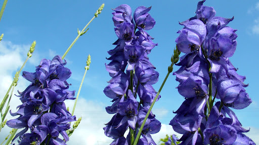 Aconitum chasmanthum Stapf