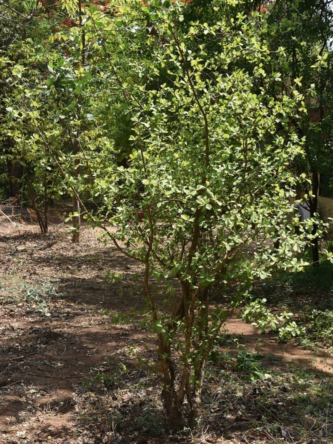 Commiphora wightii