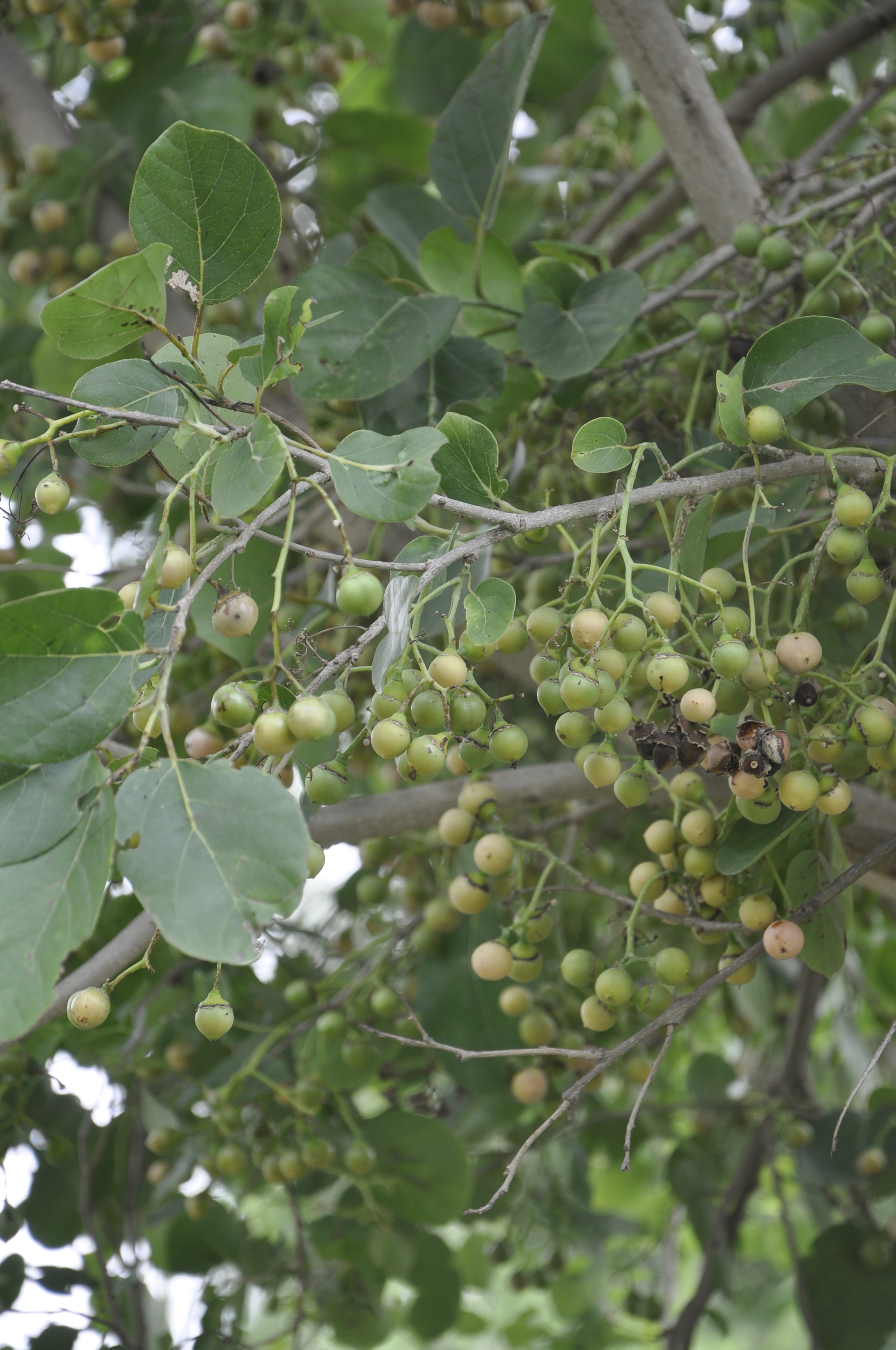 Cordia dichotoma
