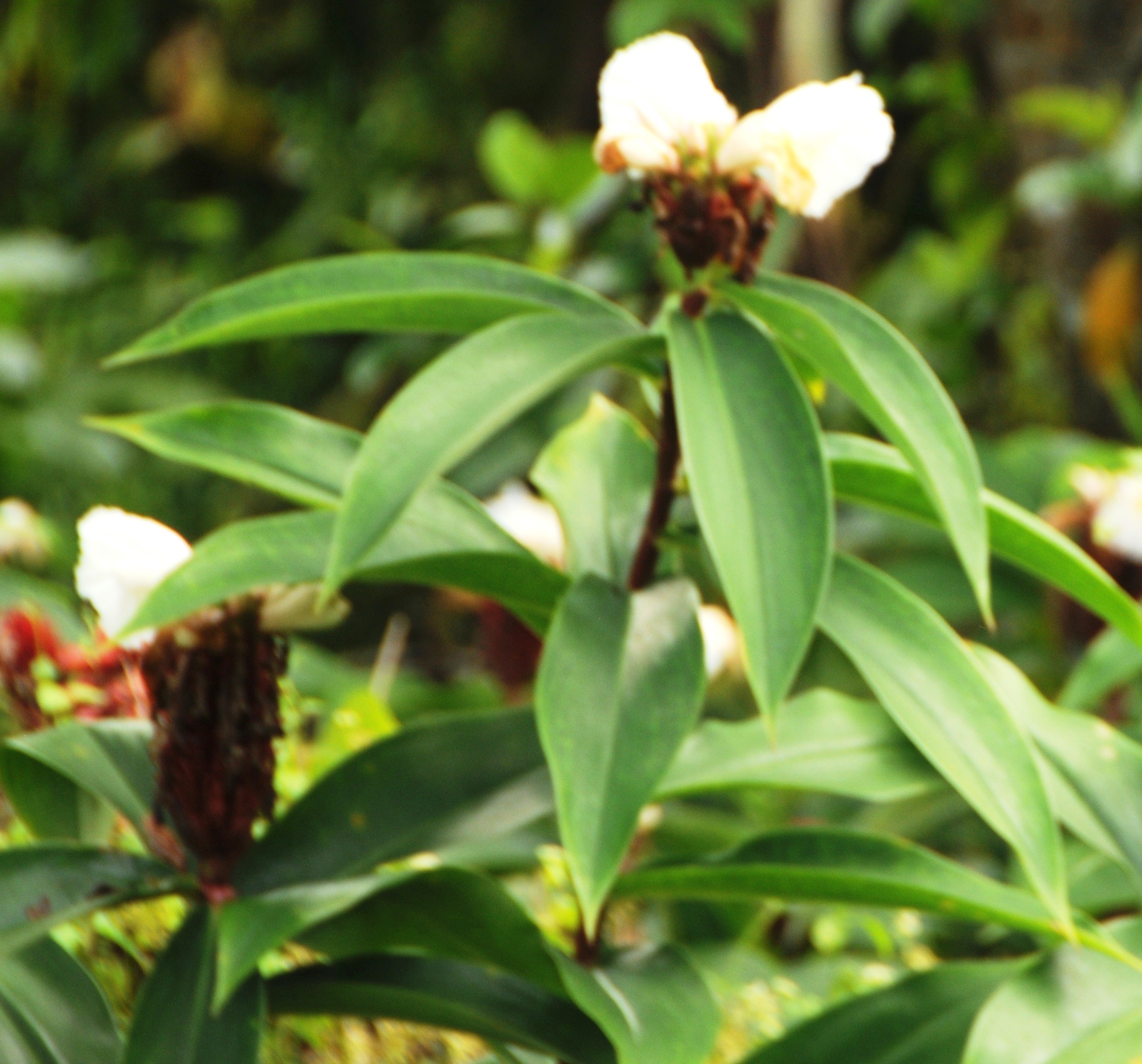Costus speciosus