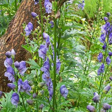 Aconitum heterophyllum Wall