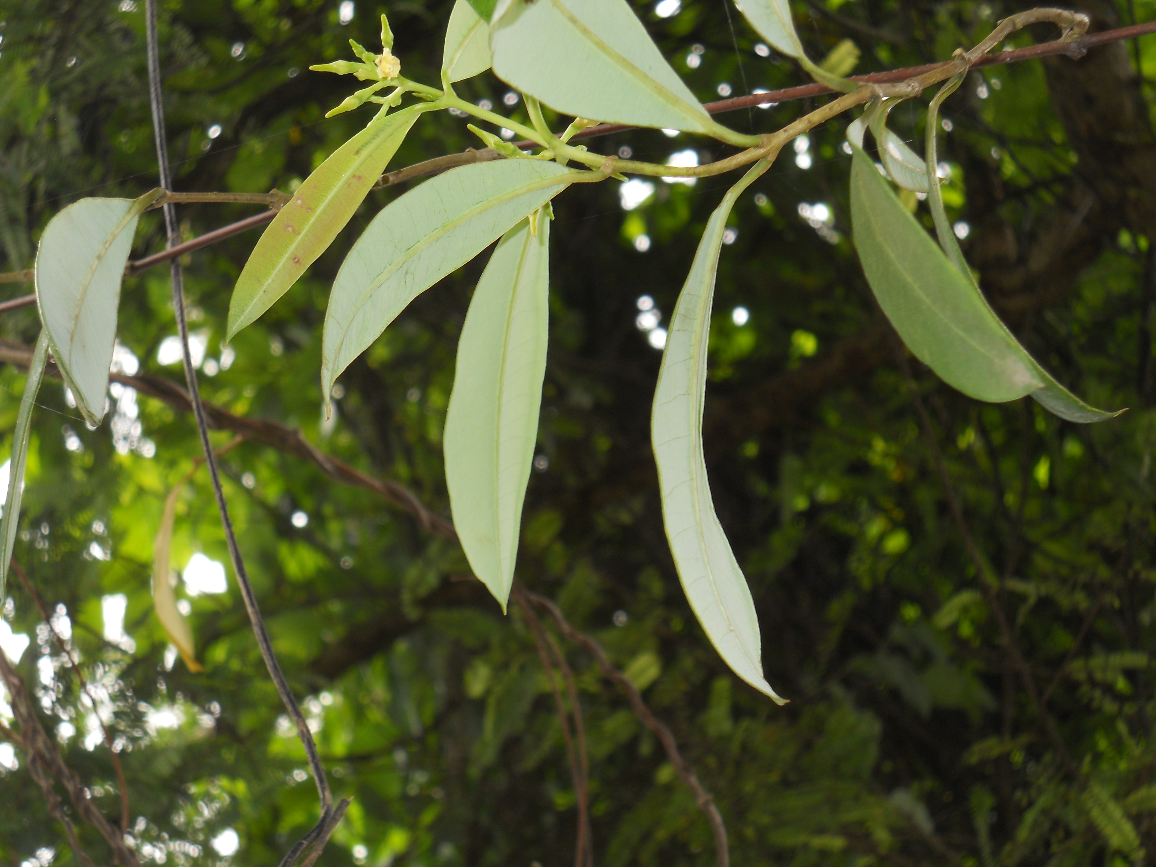 Cryptolepis buchanani