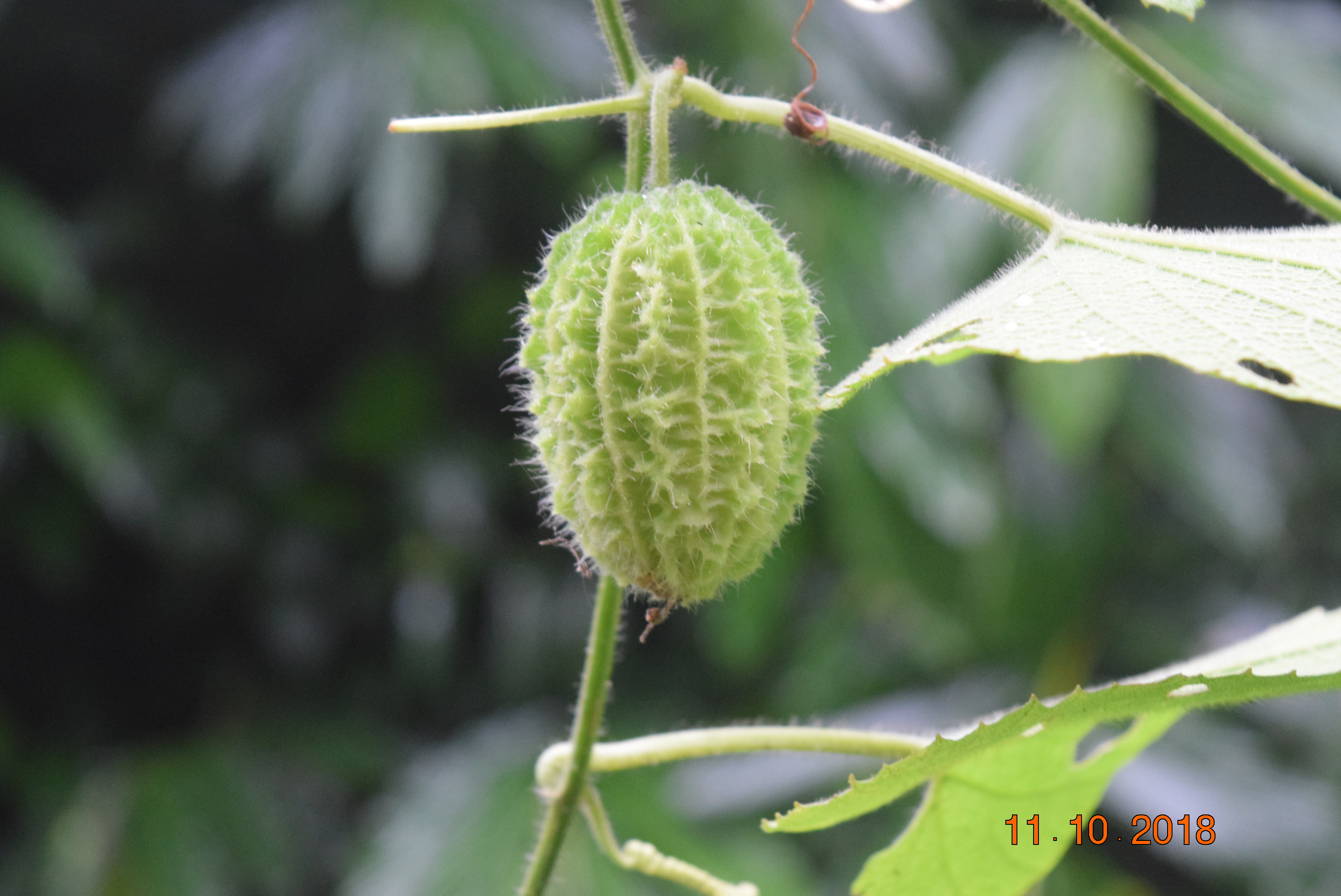 Cucumis melo