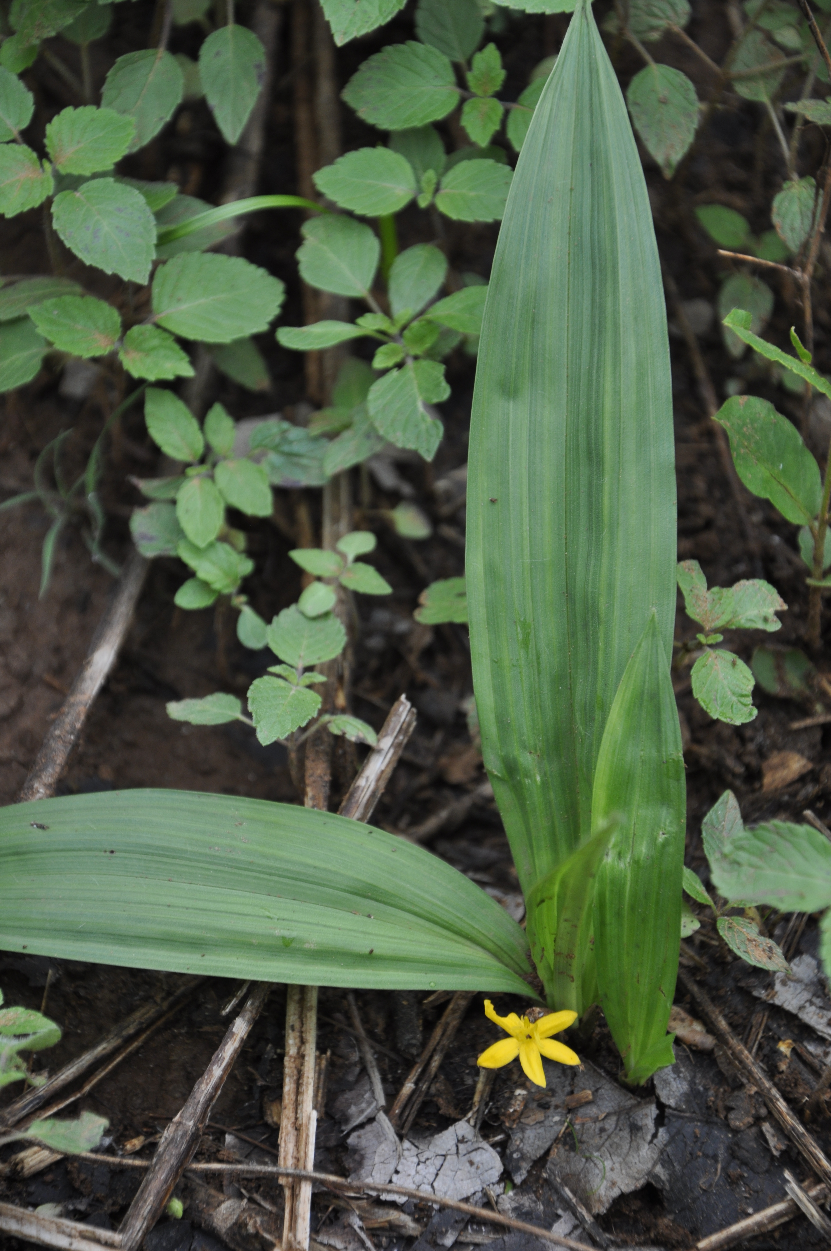 Curculigo orchioides