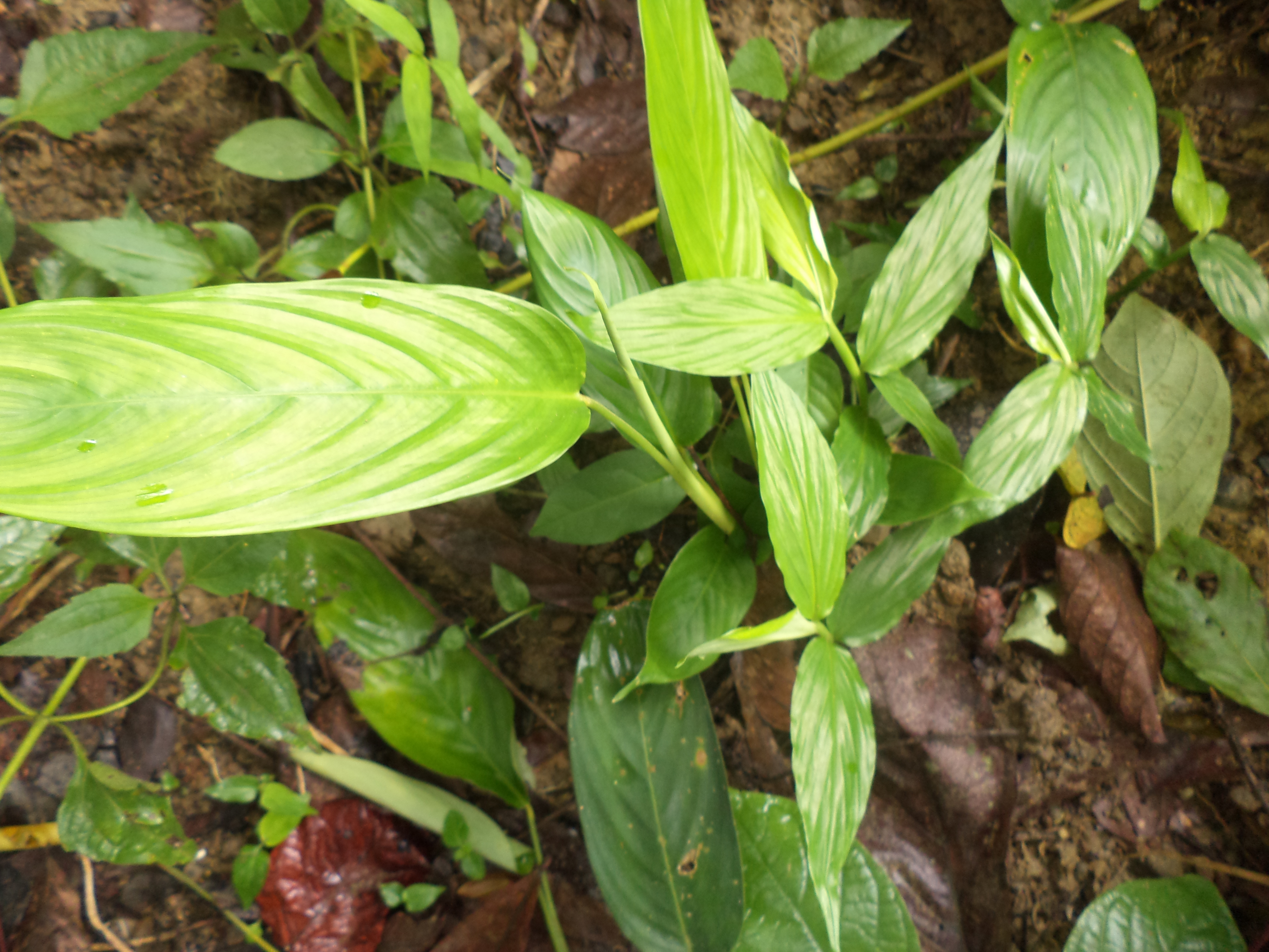 Curcuma amada