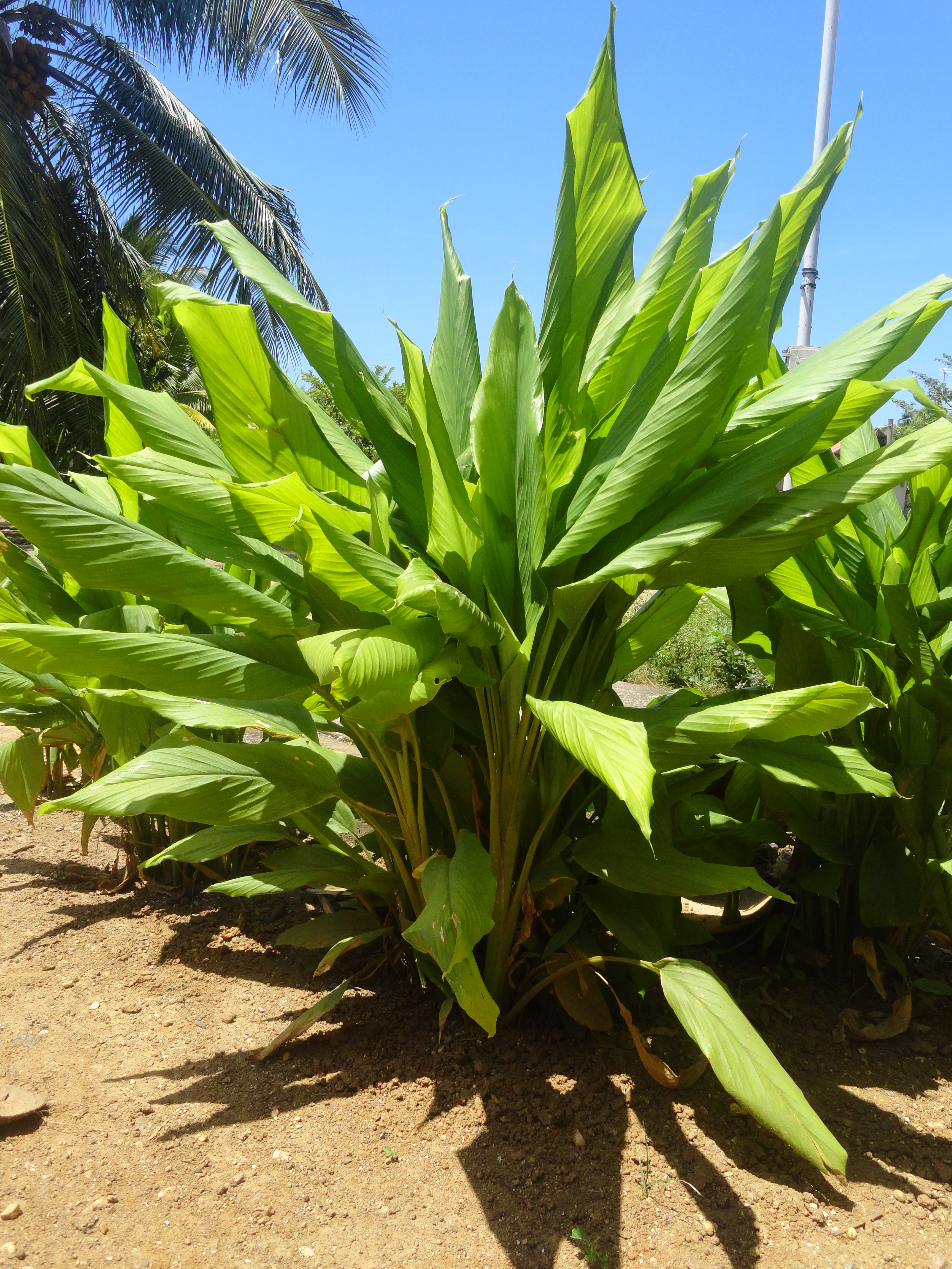 Curcuma longa