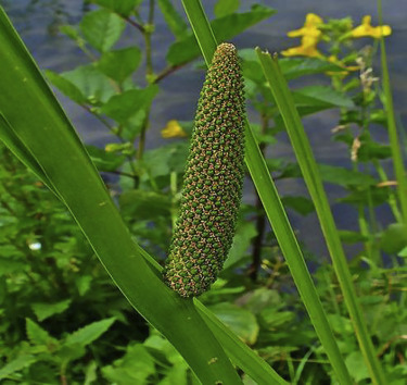 Acorus calamus