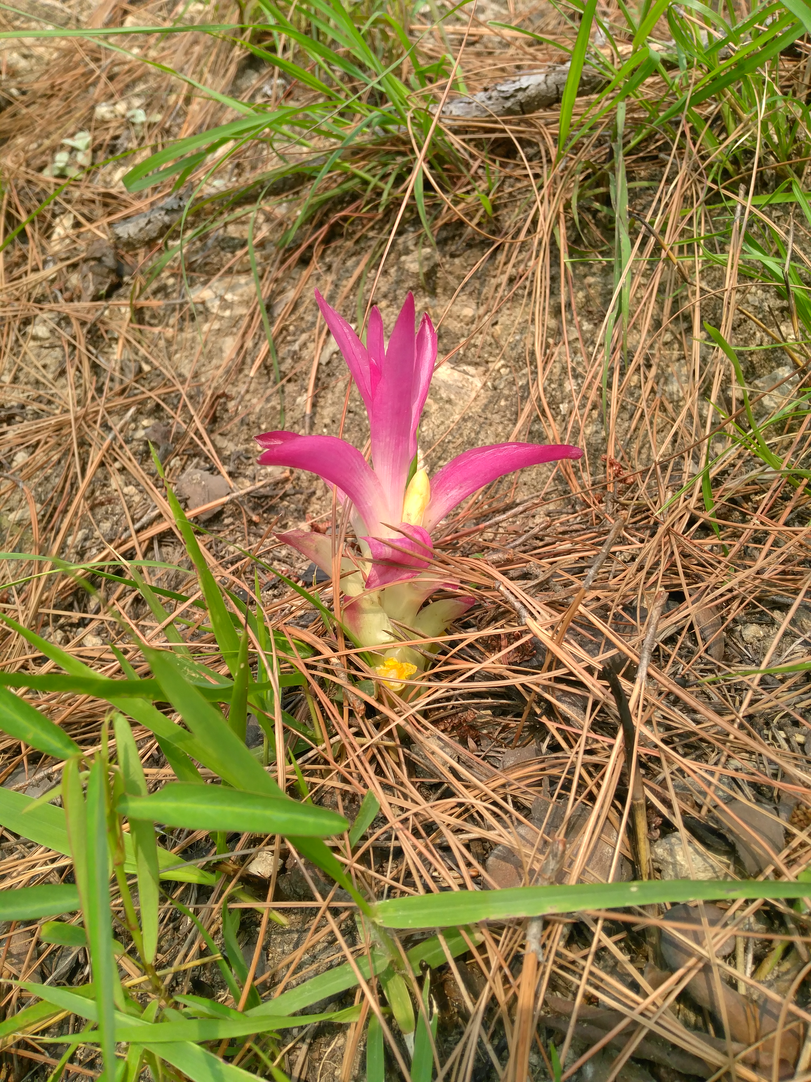 Curcuma zedoaria
