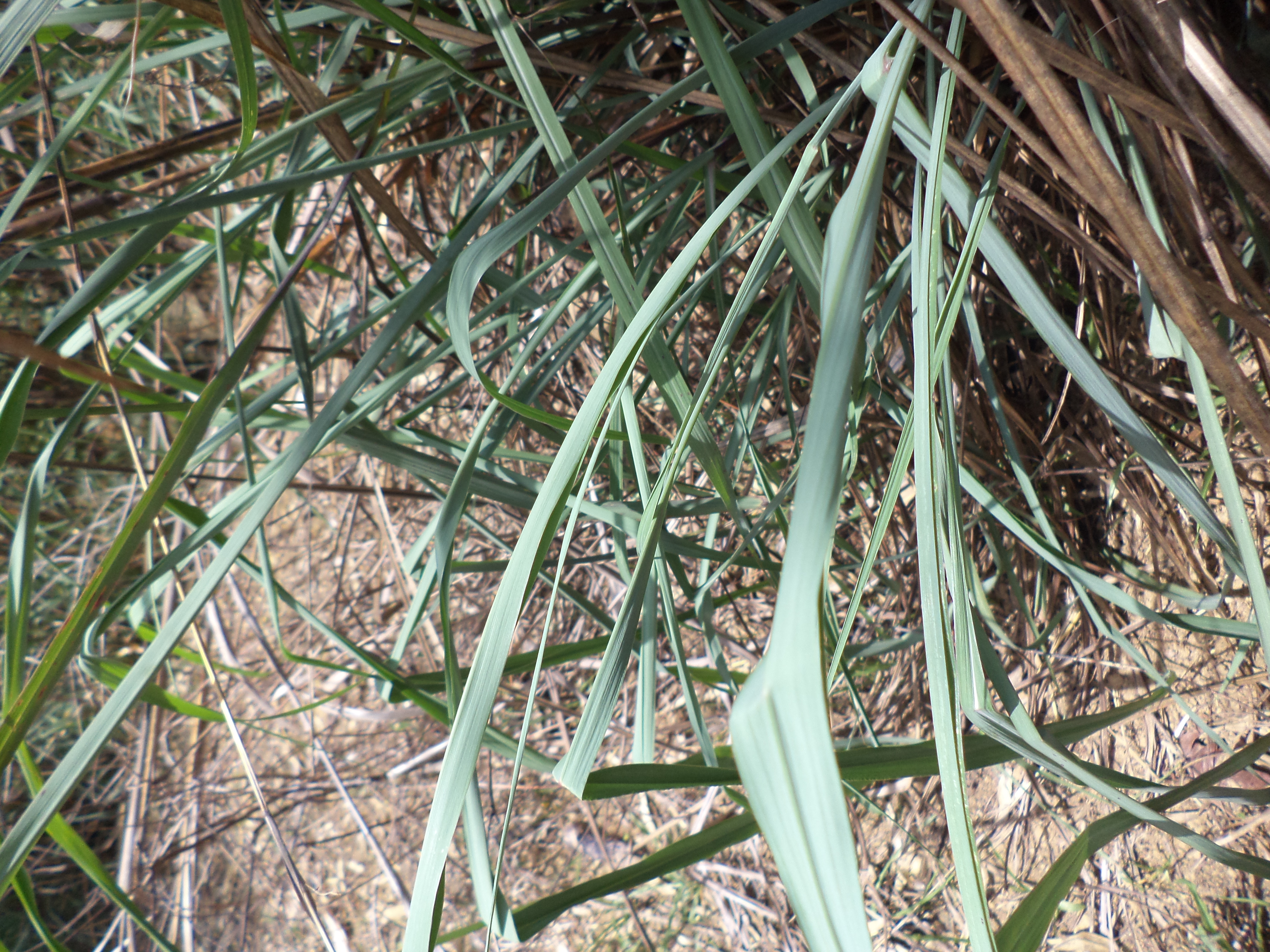 Cymbopogon citratus