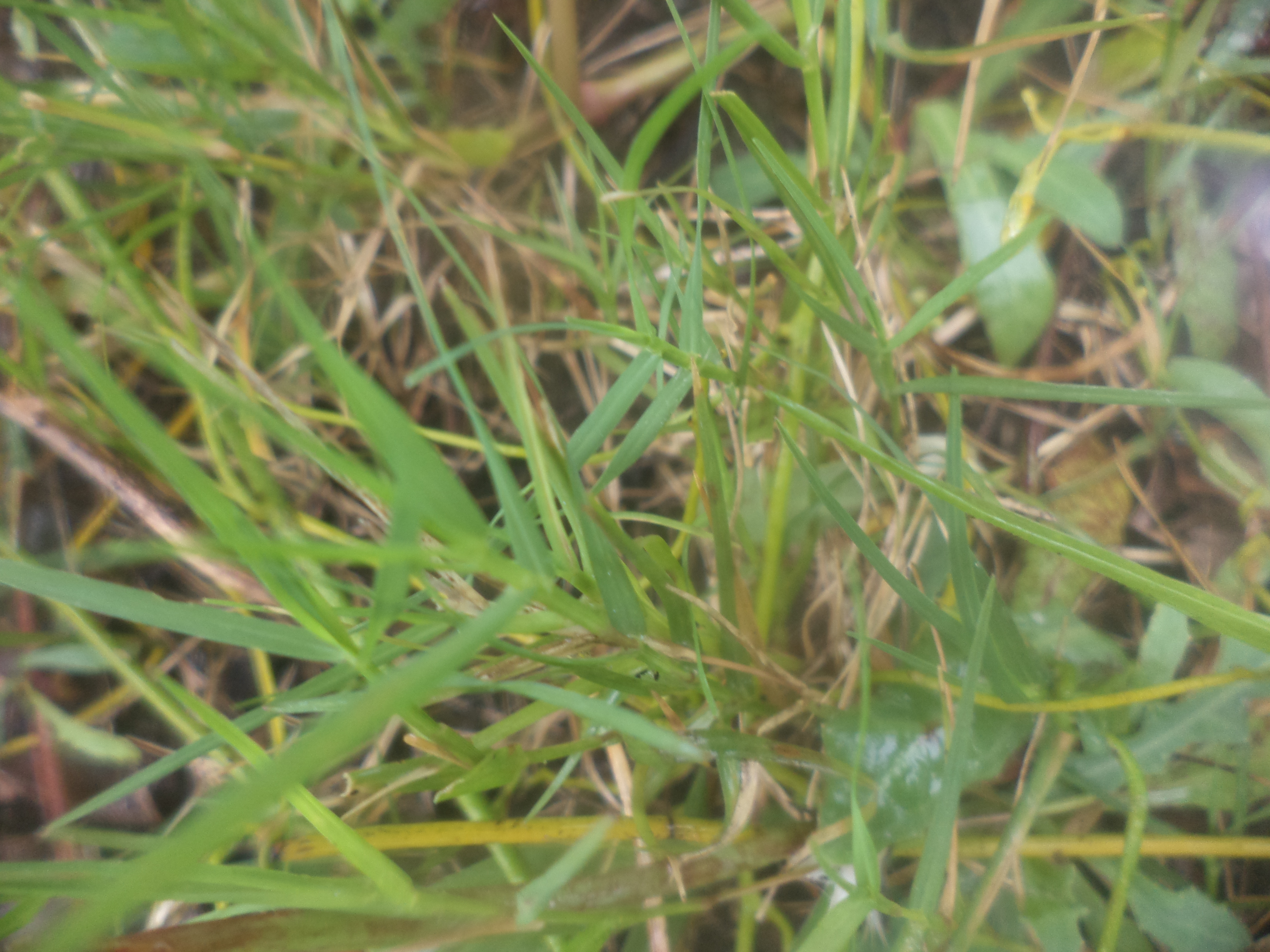 Cynodon dactylon