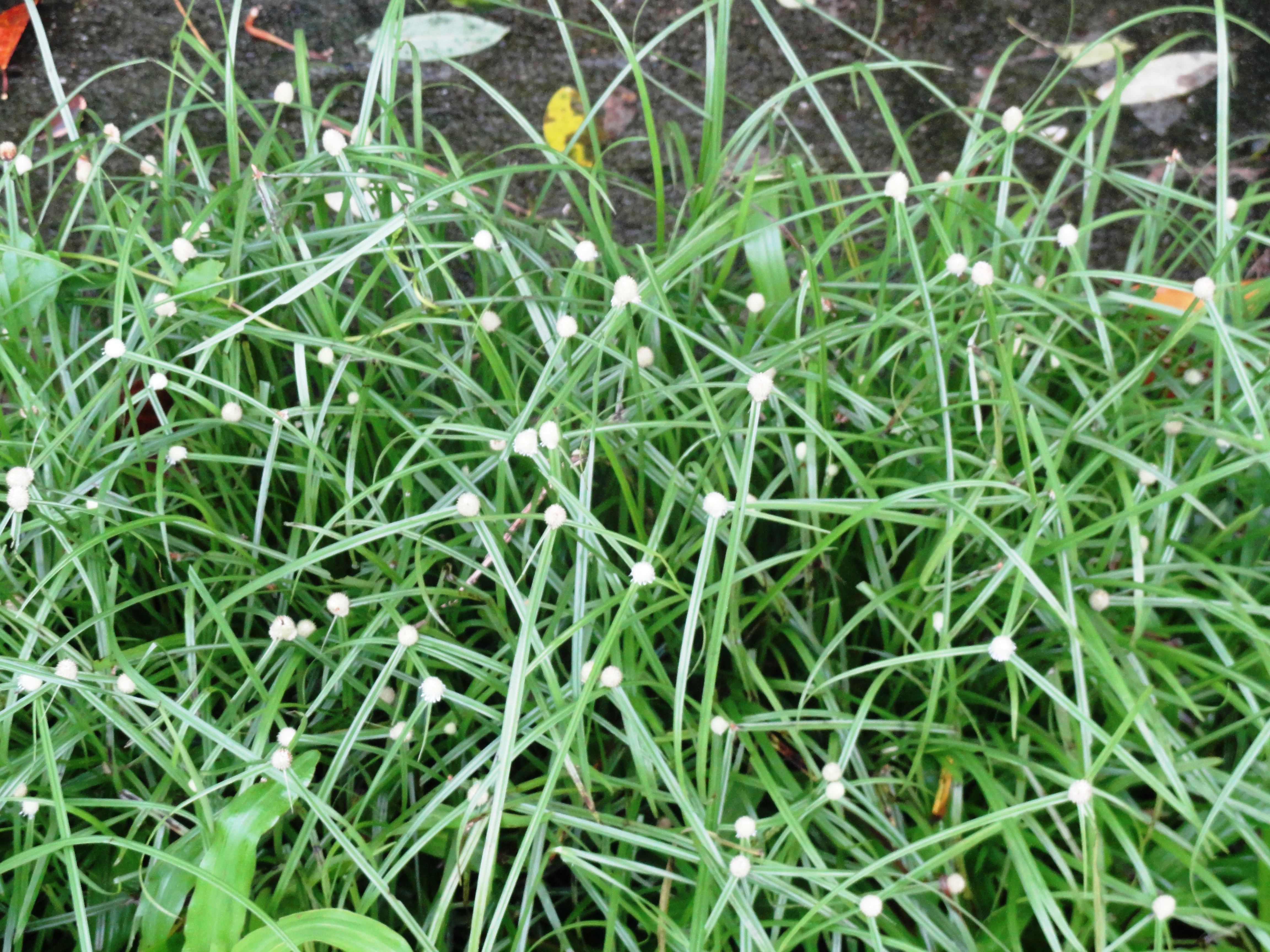 Cyperus rotundus