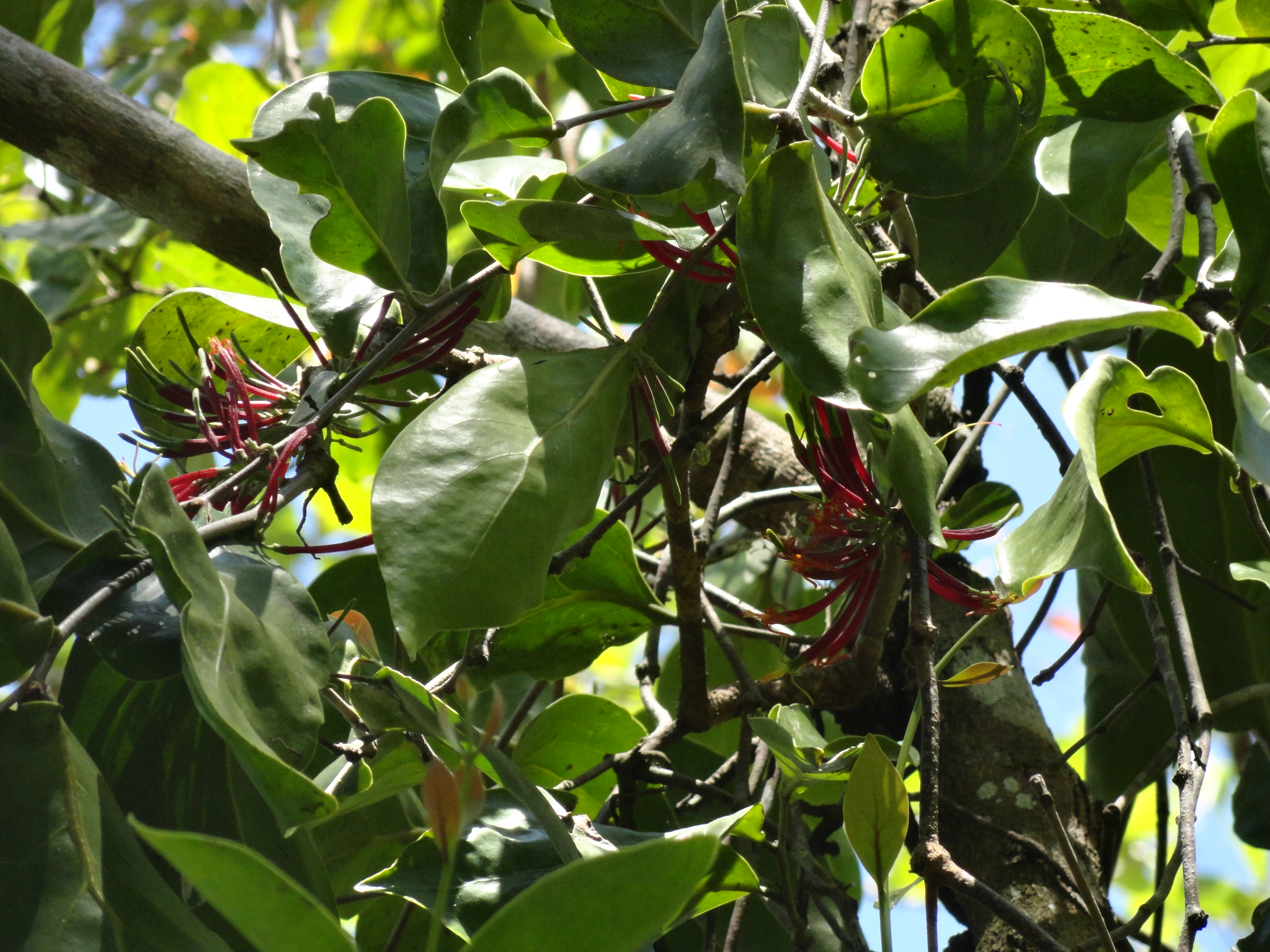 Dendrophthoe falcata