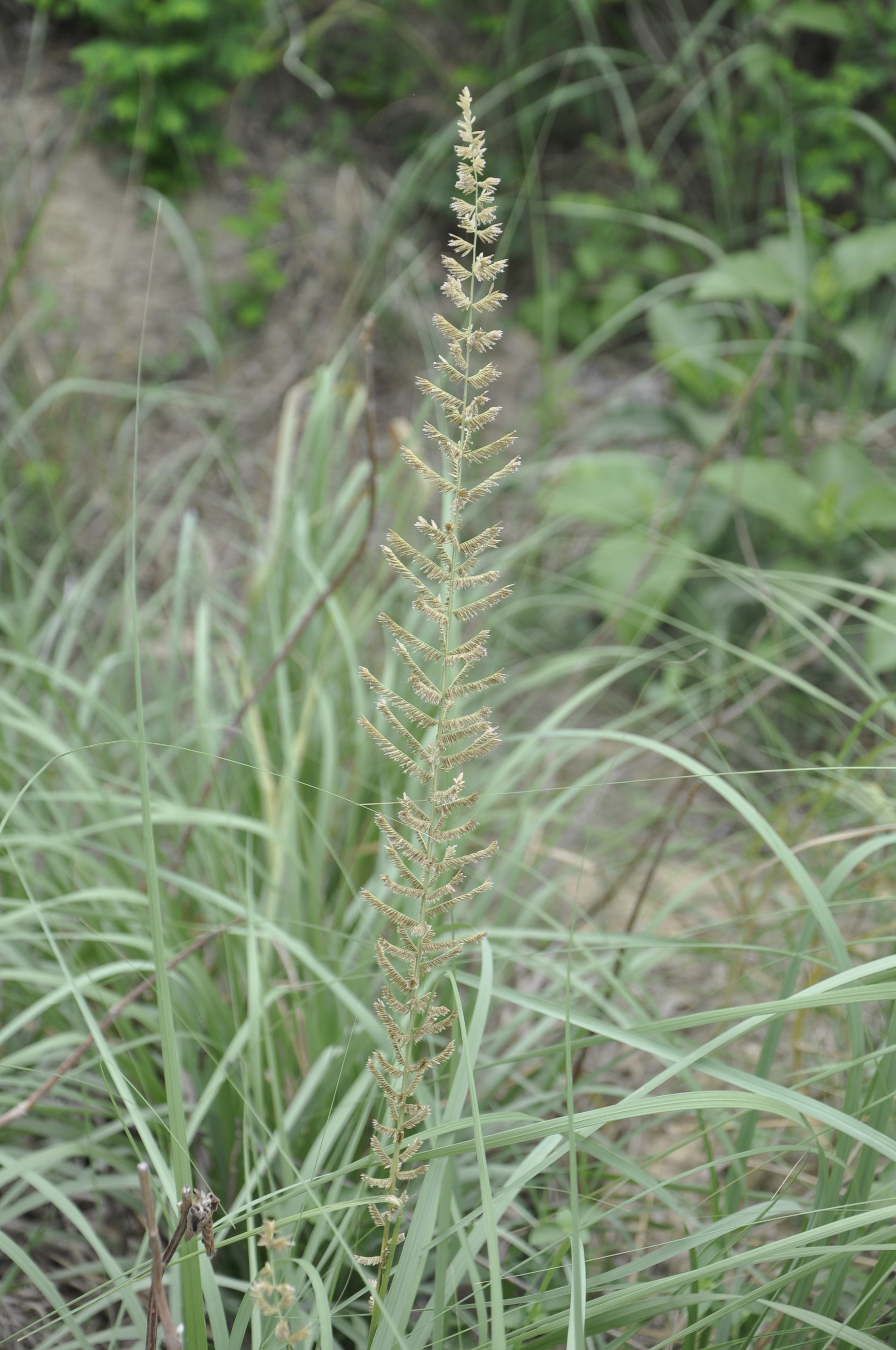 Desmostachya bipinnata