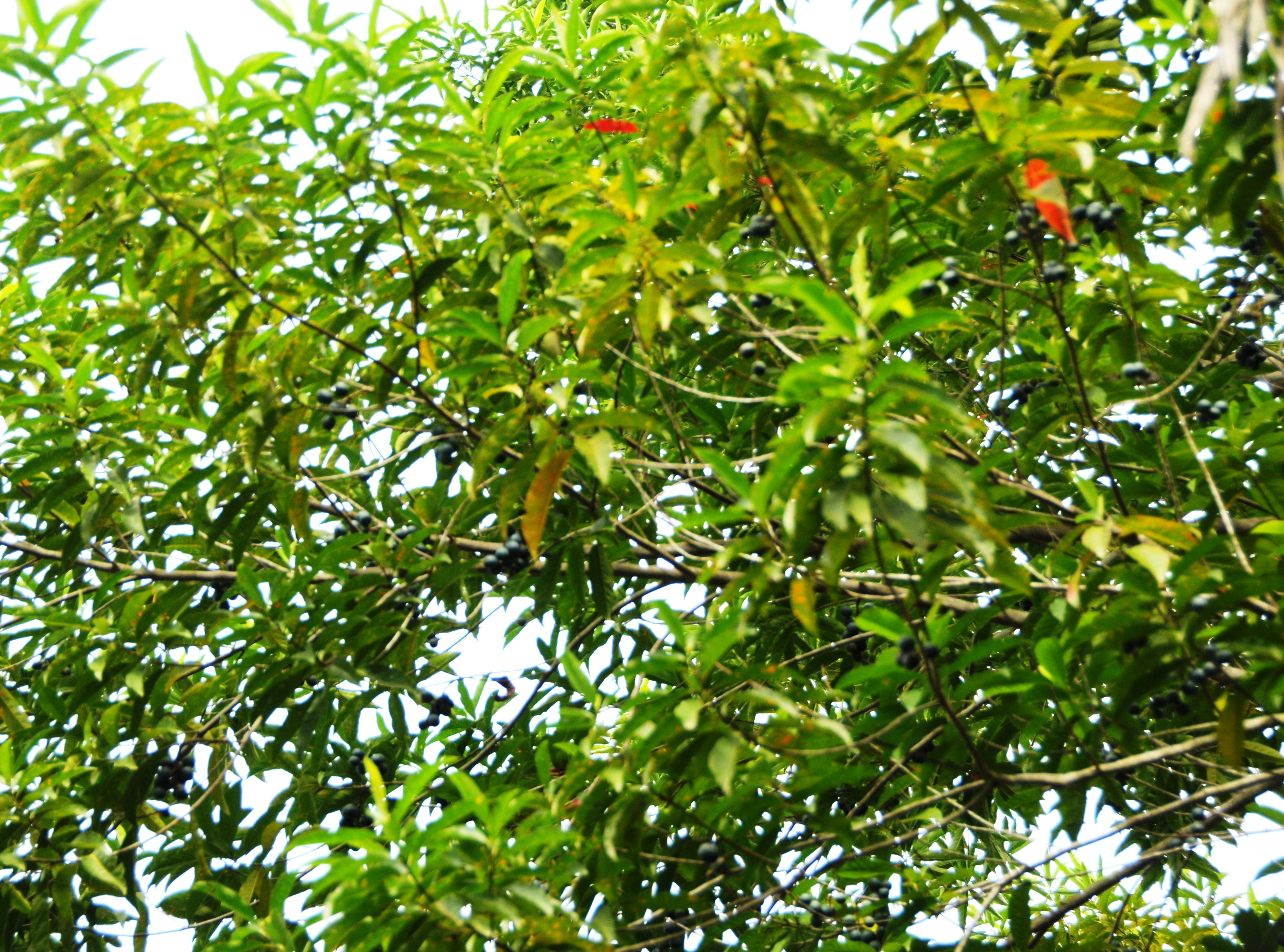 Elaeocarpus sphaericus