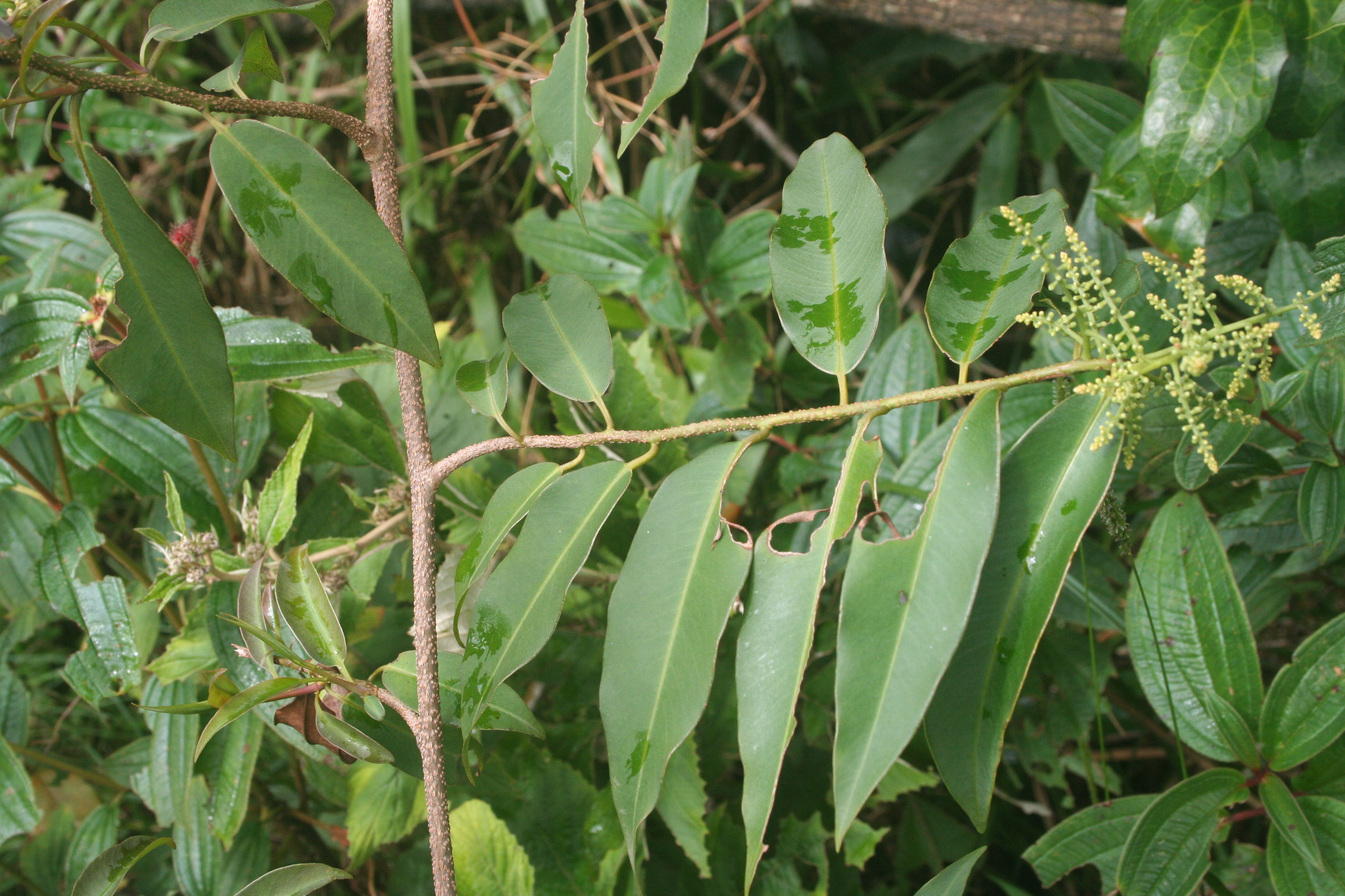 Embelia ribes