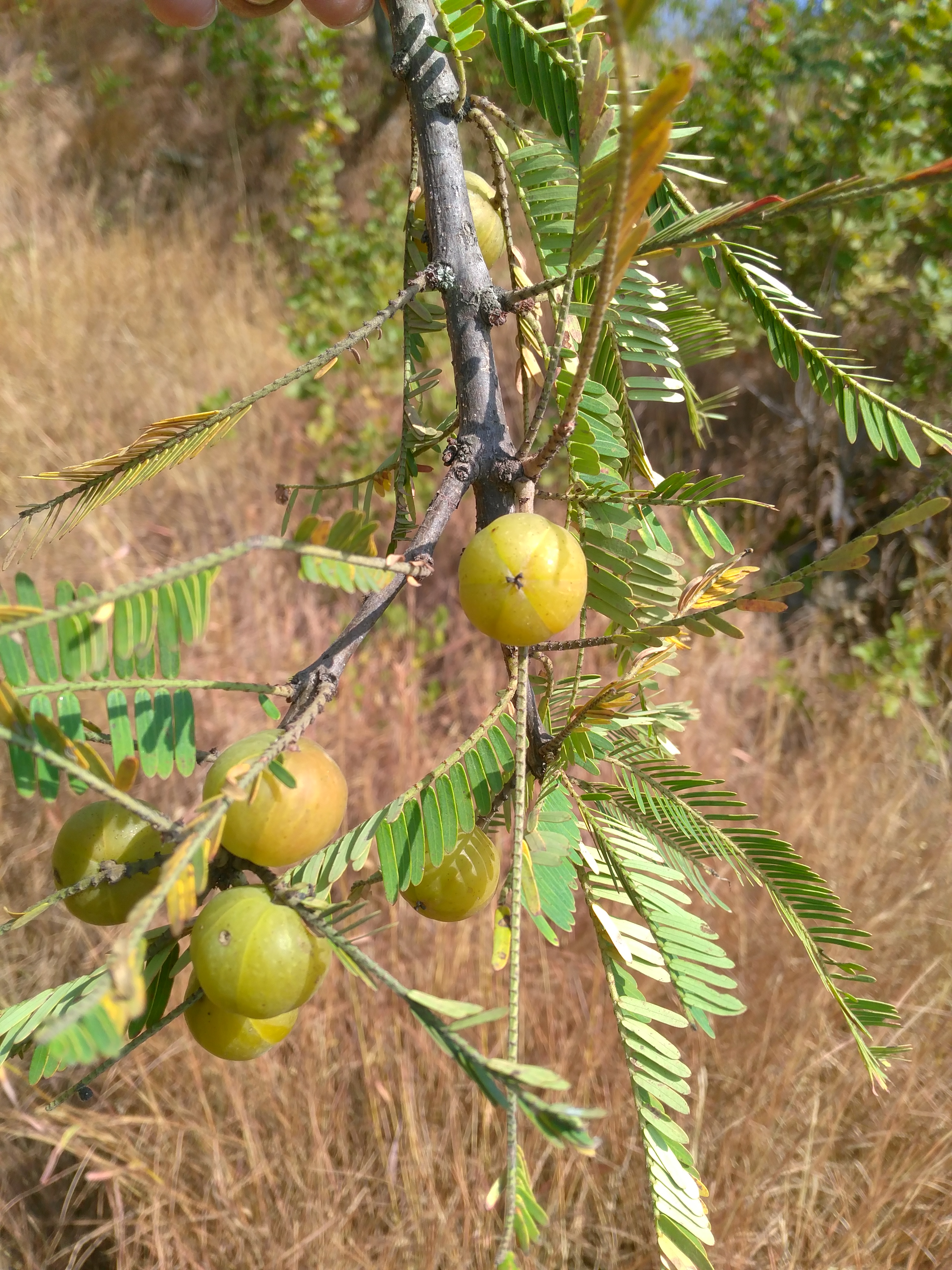 Emblica officinalis