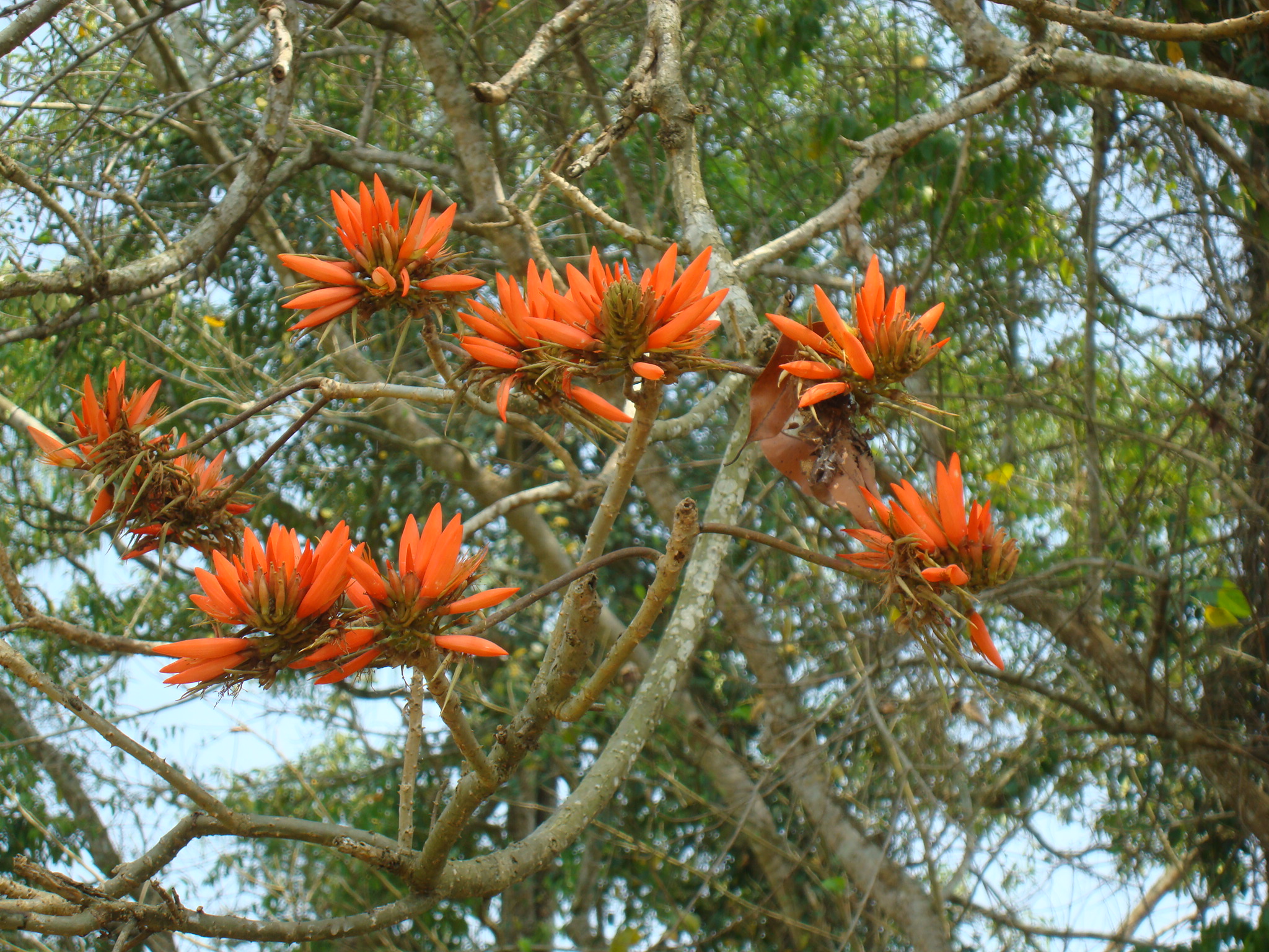 Erythrina indica