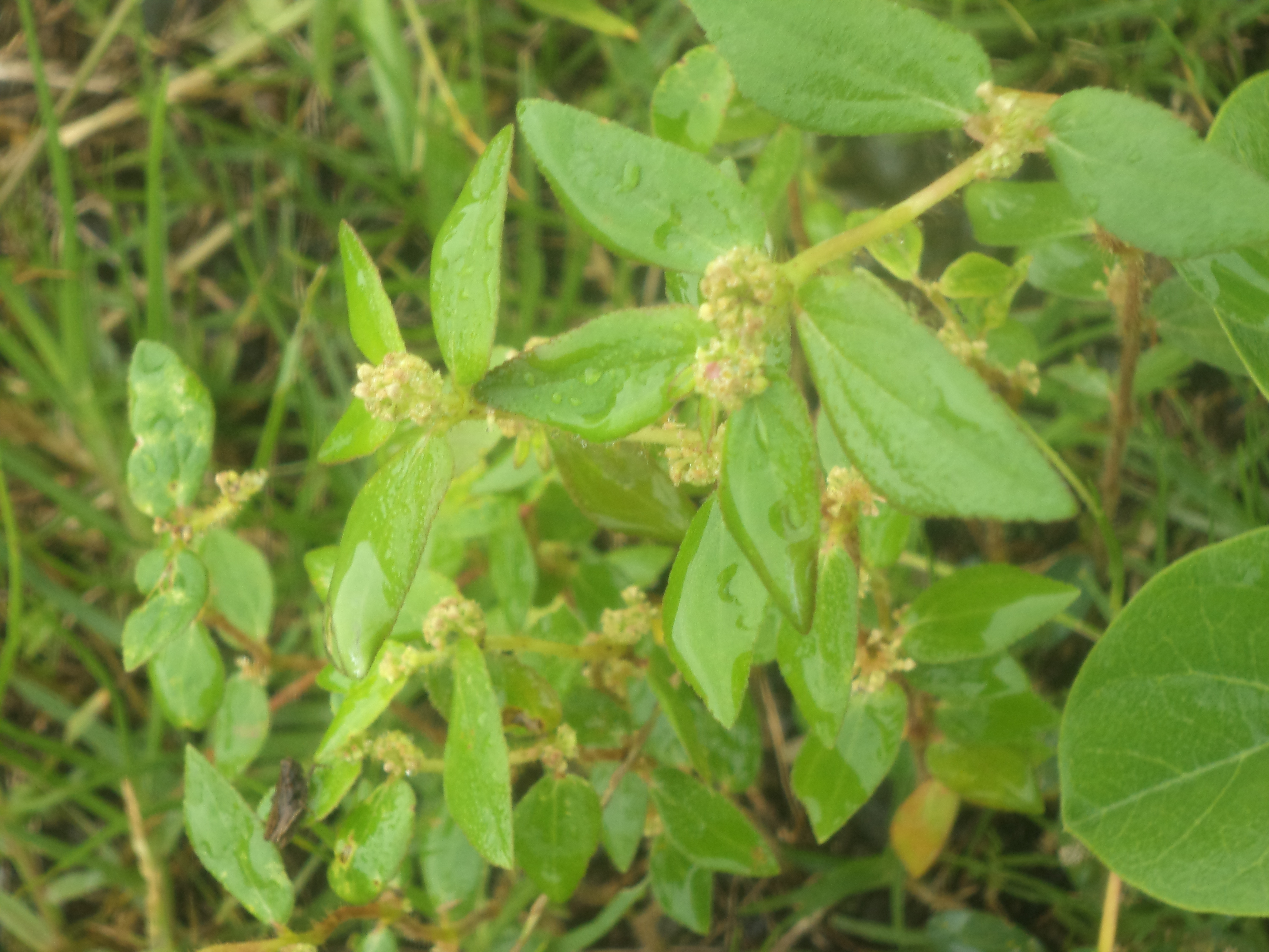 Euphorbia hirta