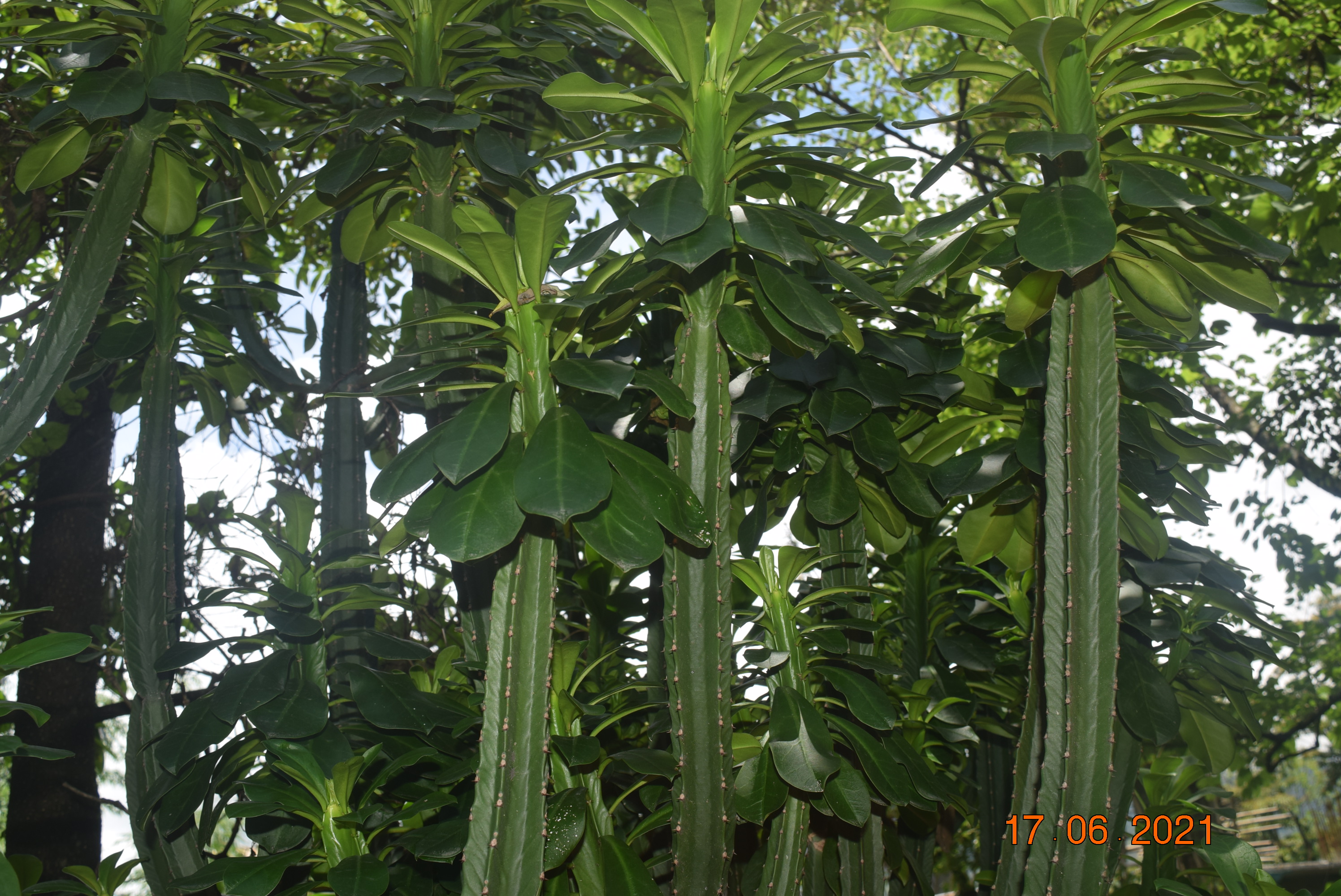Euphorbia neriifolia