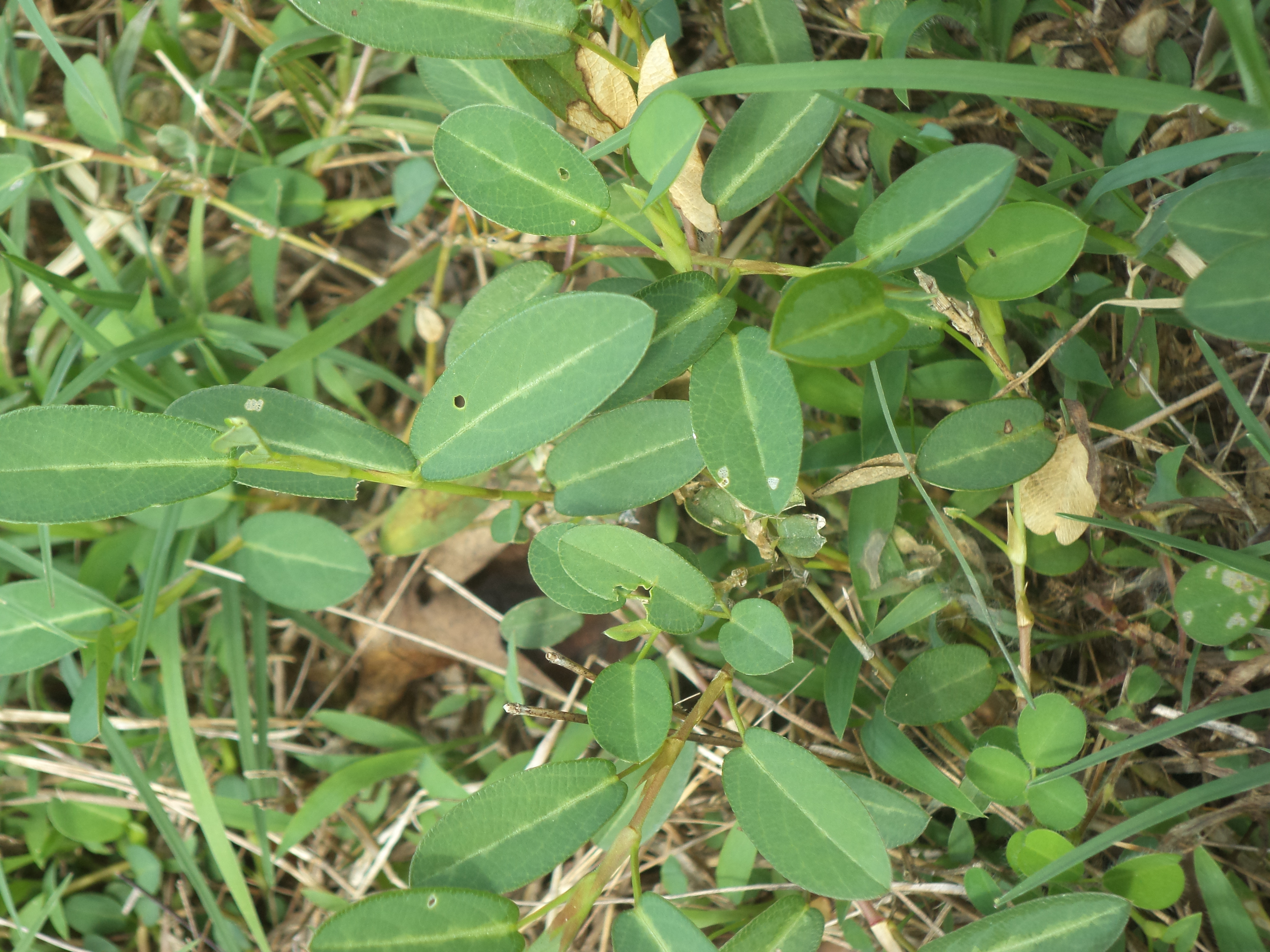 Euphorbia prostrata
