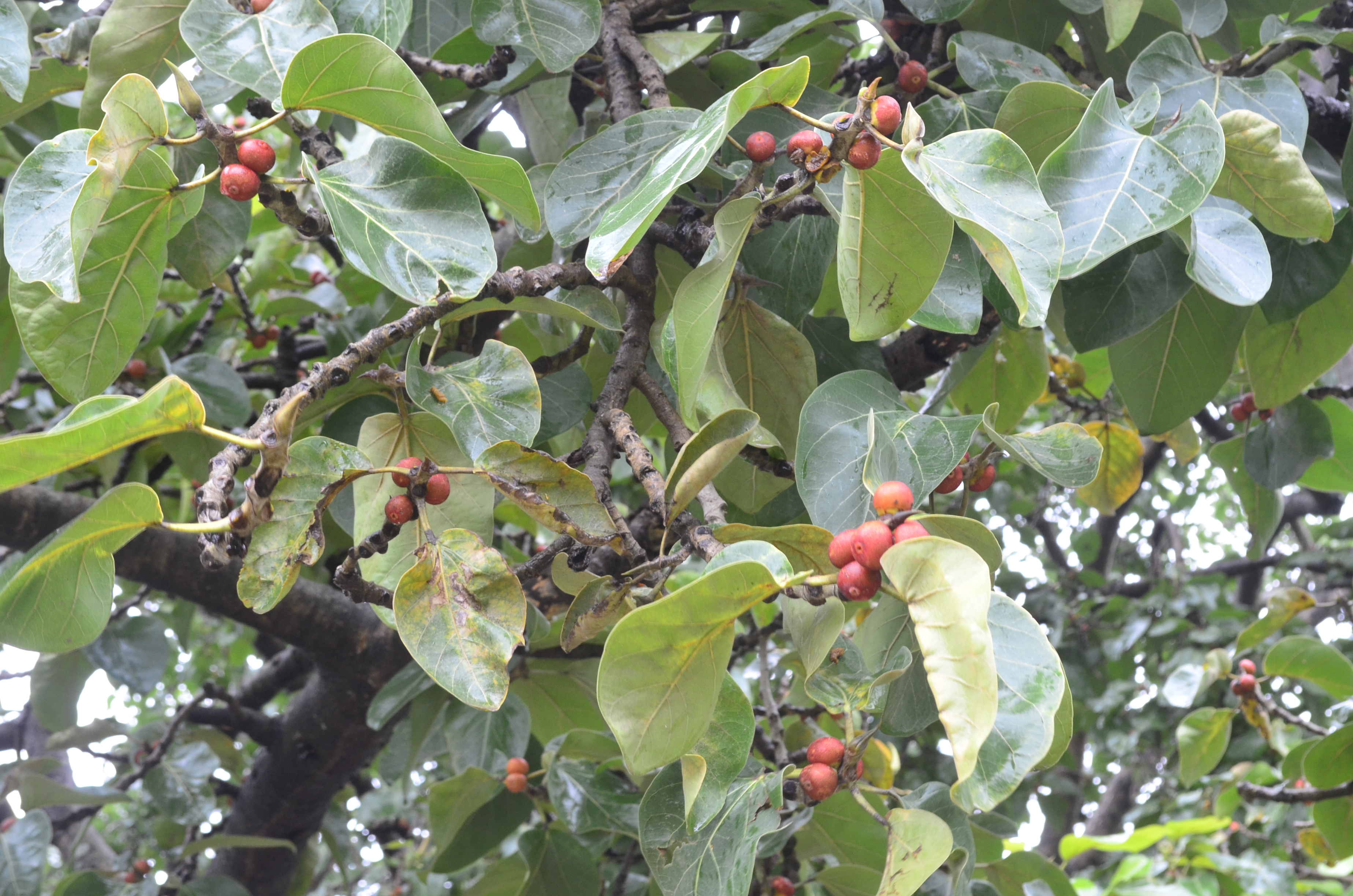 Ficus bengalensis