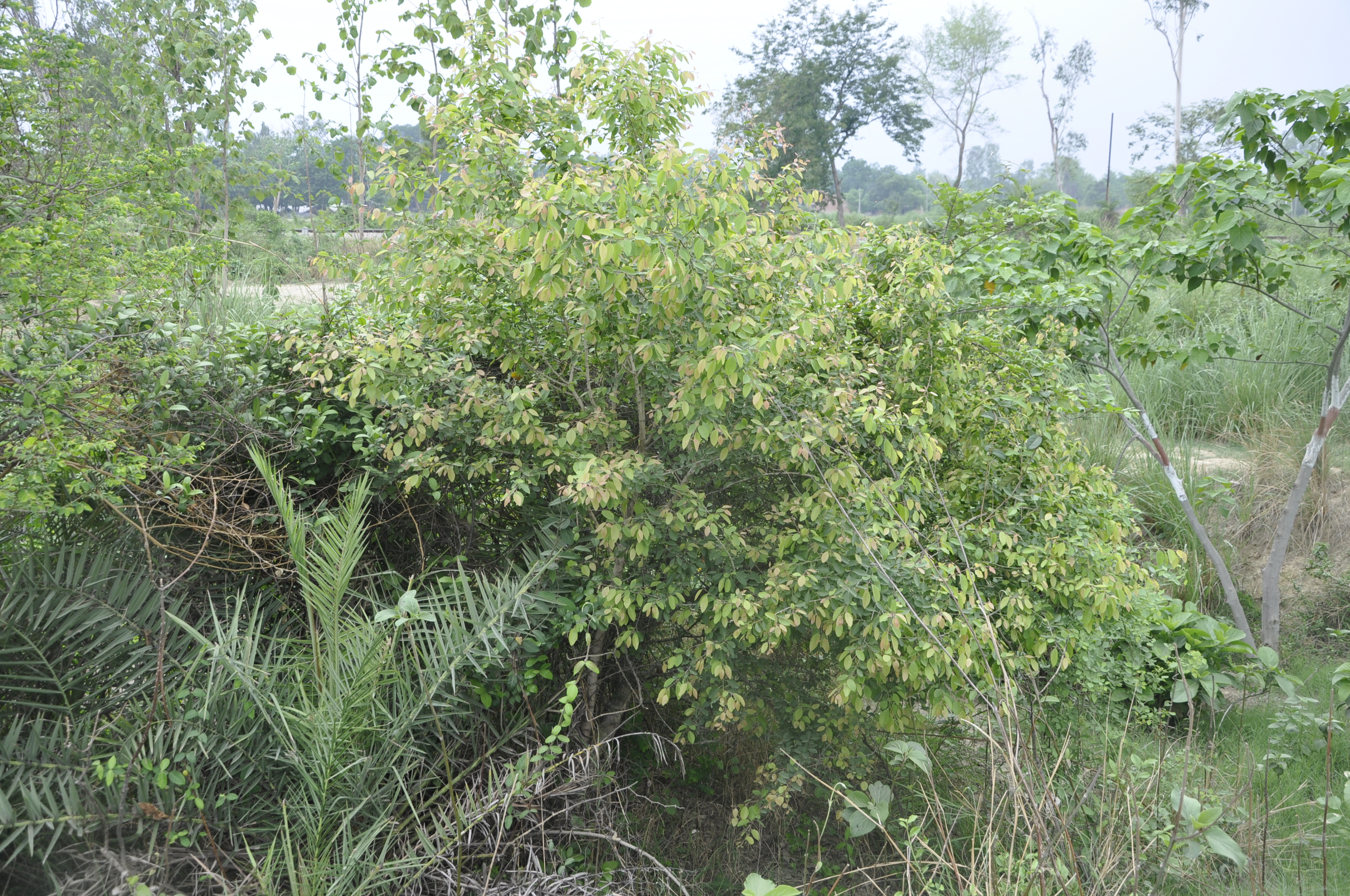 Flacourtia indica
