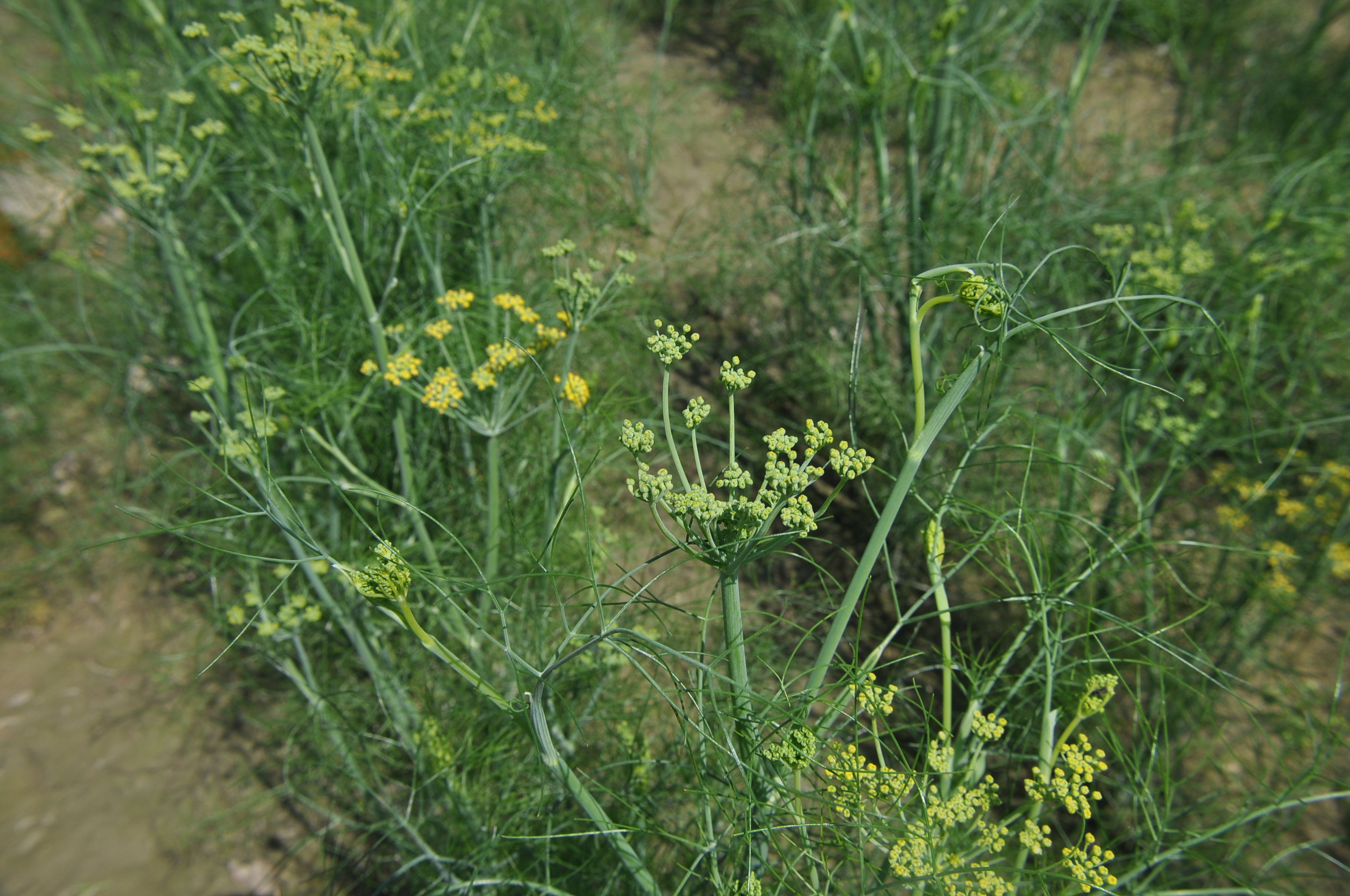 Foeniculum vulgare