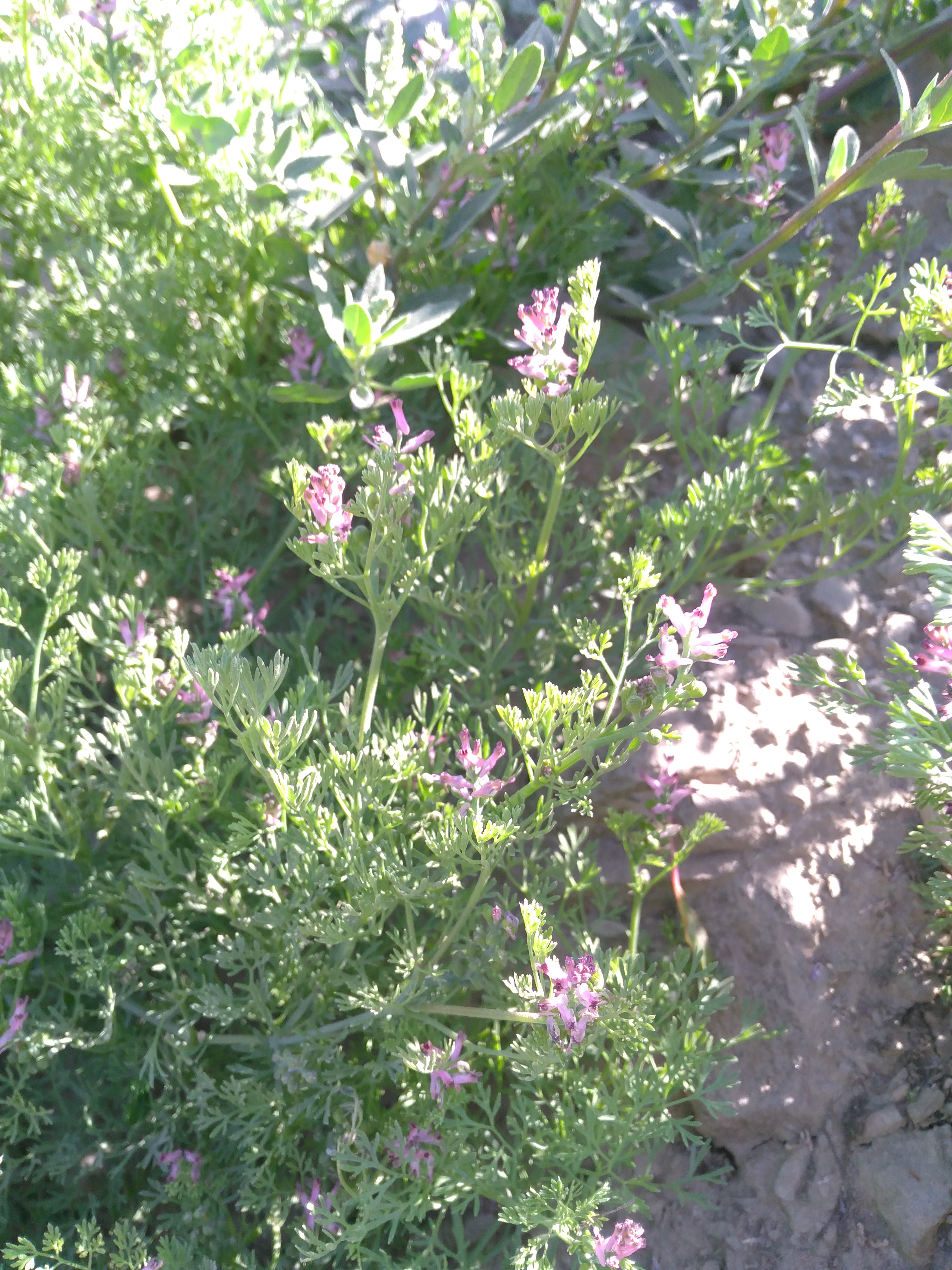 Fumaria parviflora