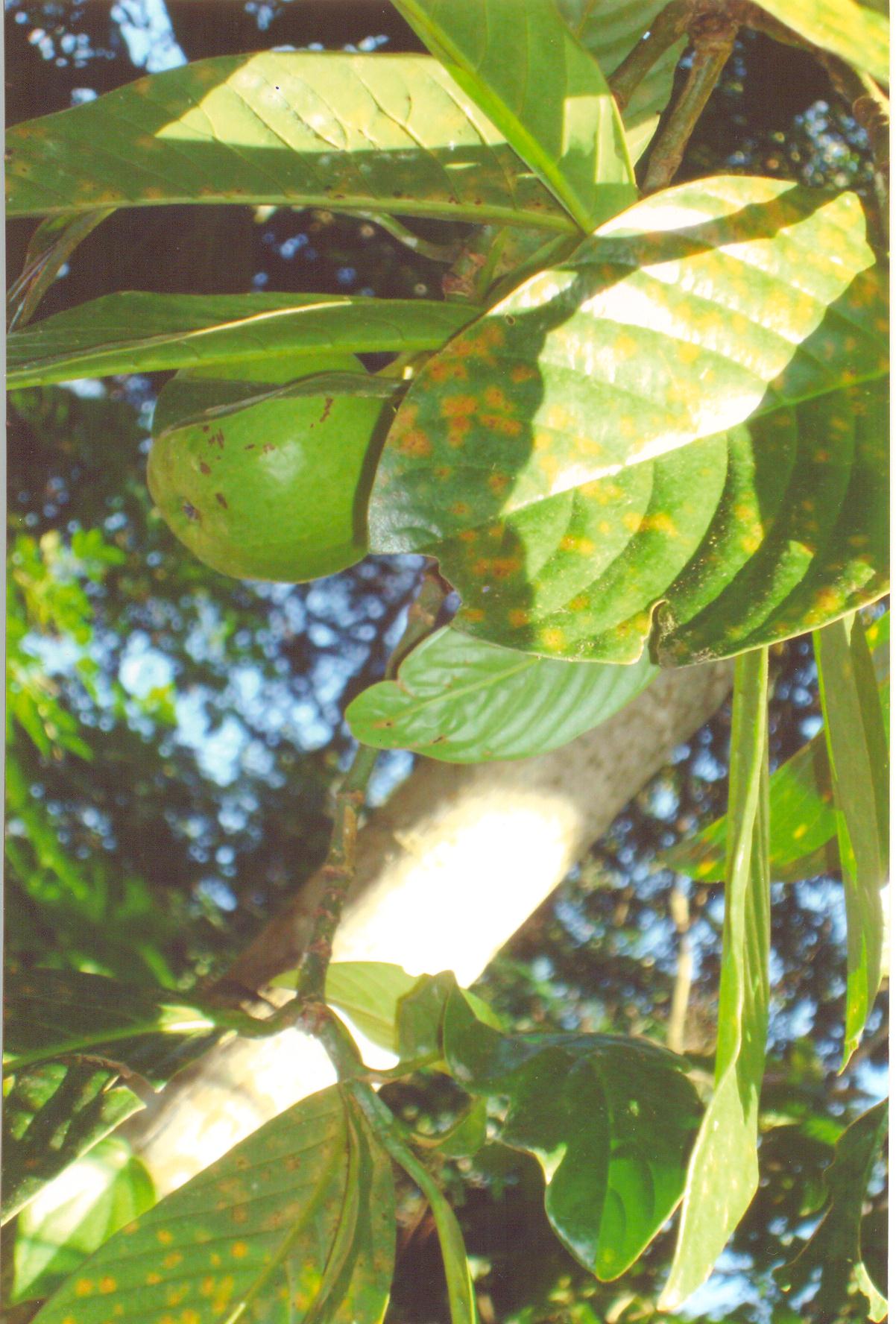 Garcinia pedunculata