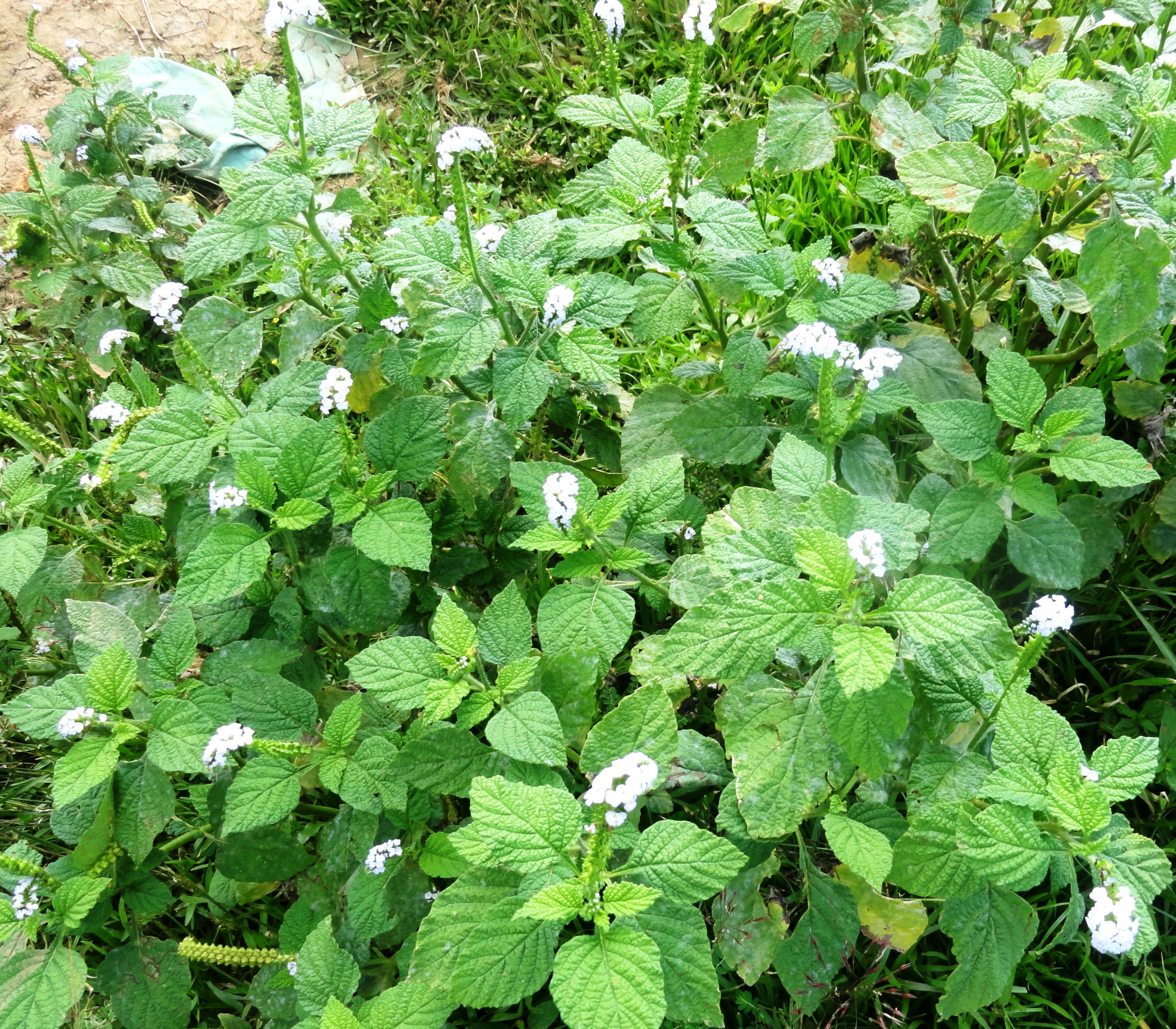 Heliotropium indicum
