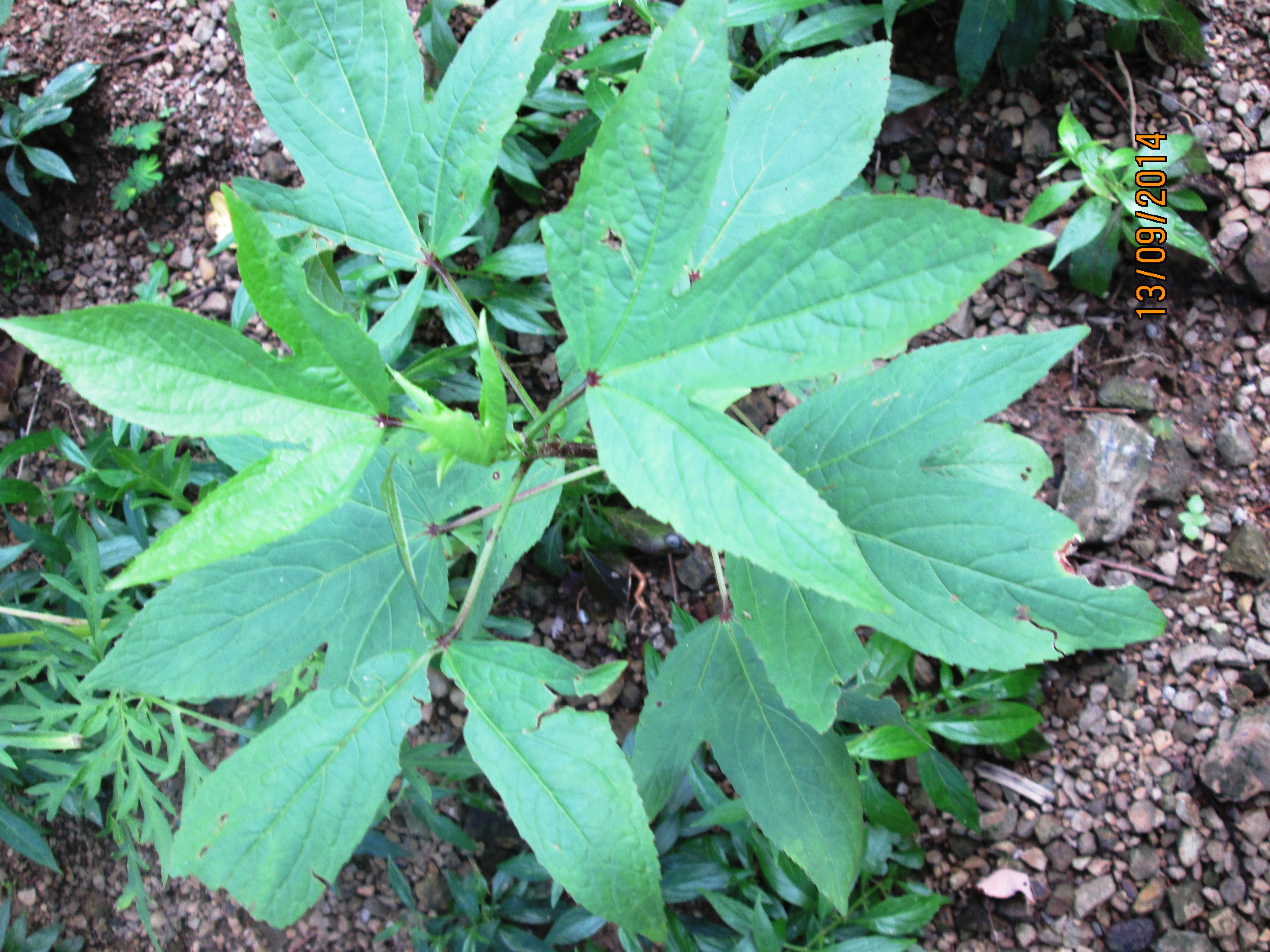 Hibiscus sabdariffa