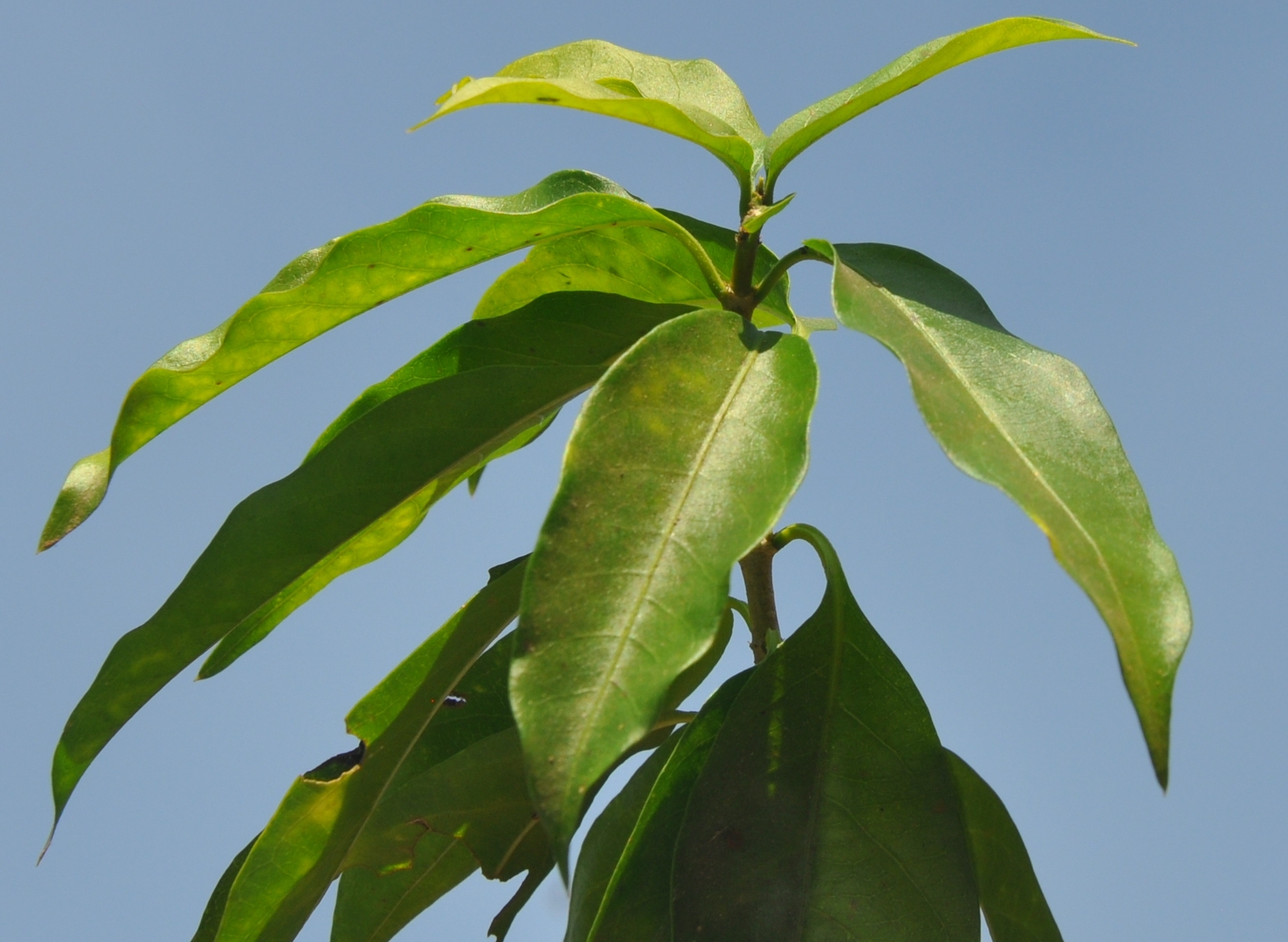 Hiptage benghalensis