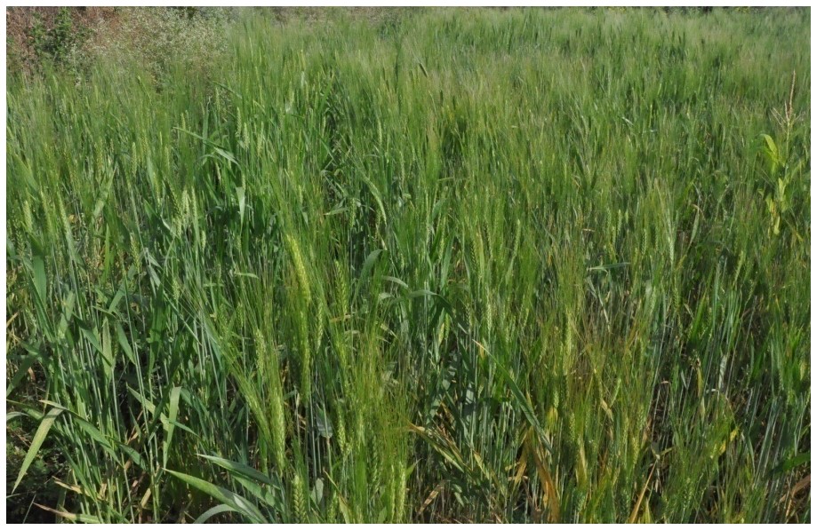Hordeum vulgare