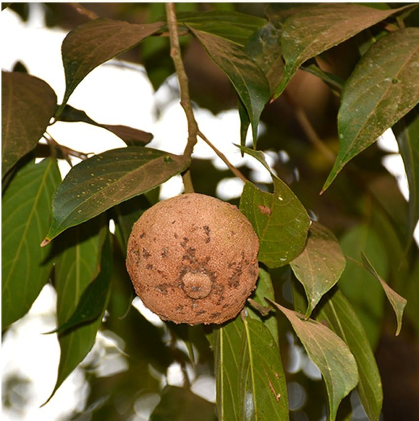 Hydnocarpus pentandra