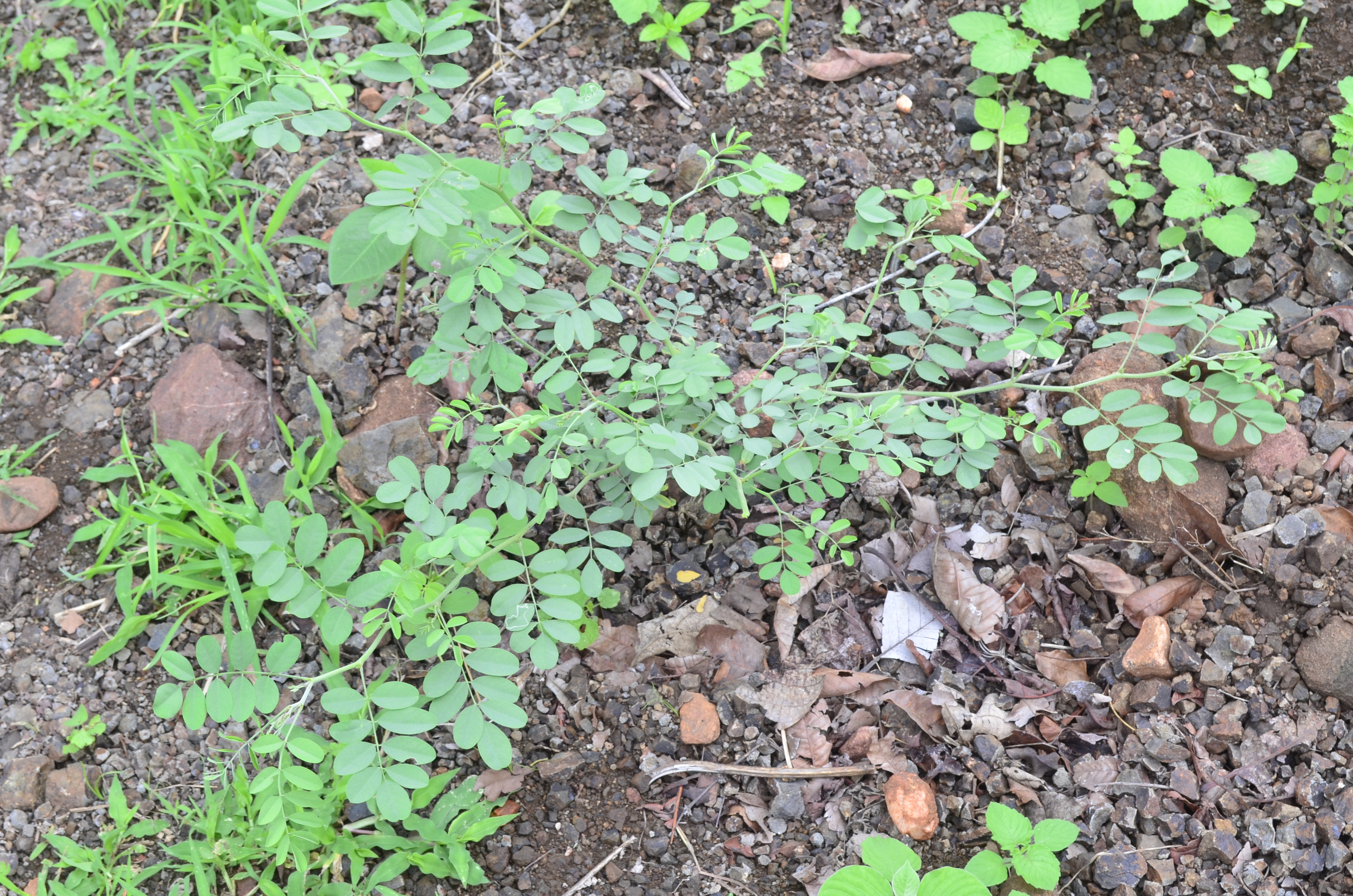 Indigofera tinctoria
