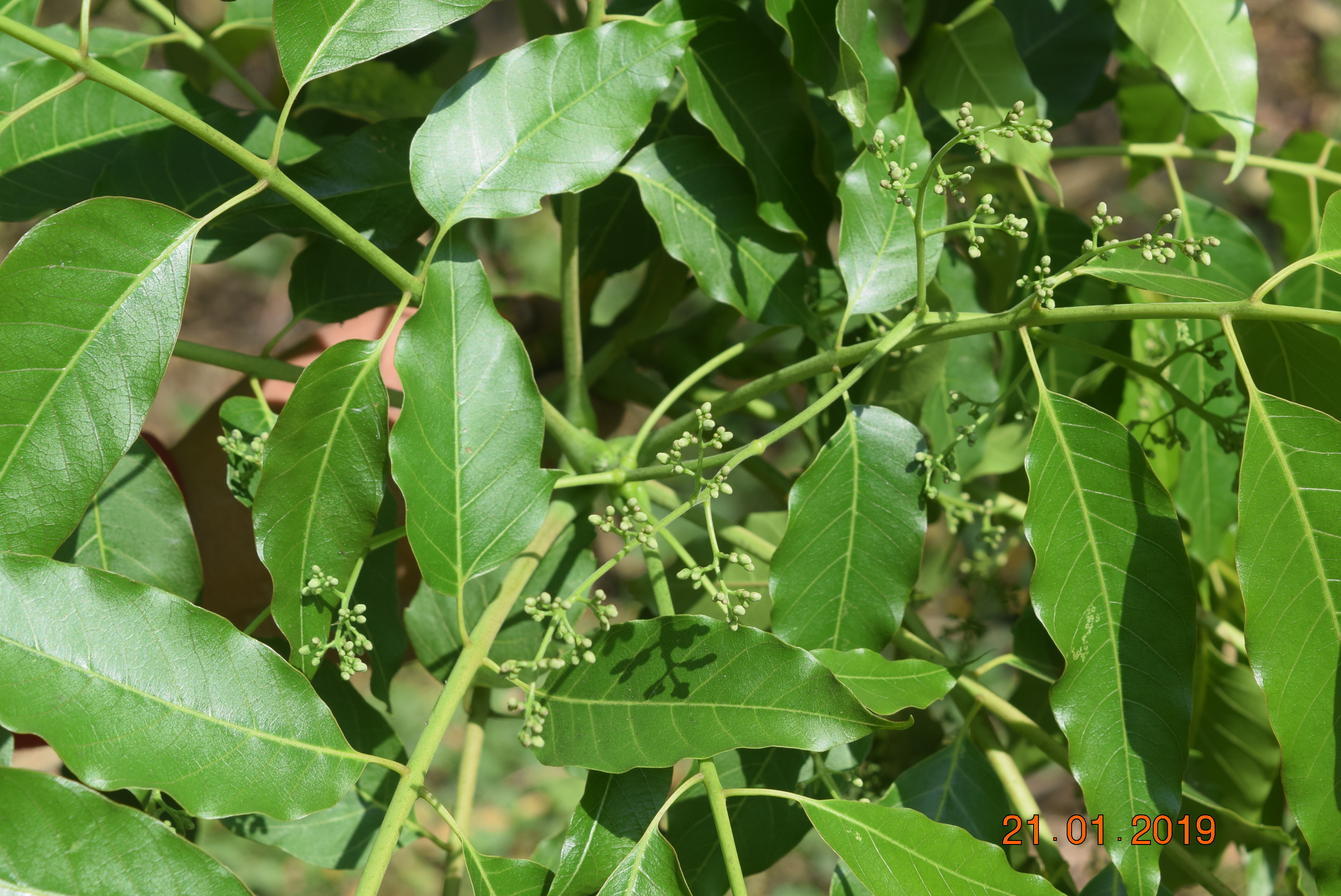 Ailanthus excelsa