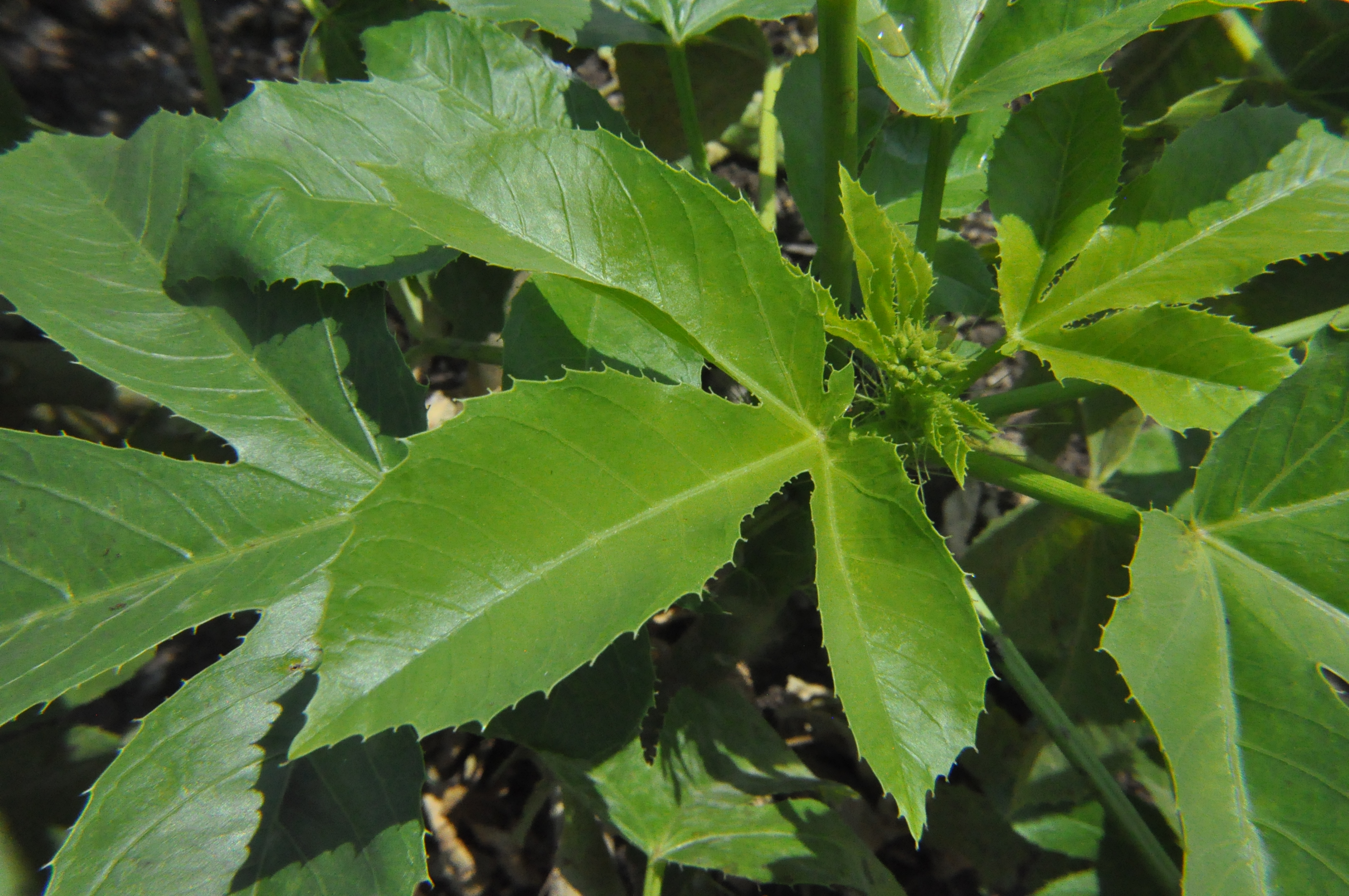 Jatropha glandulifera