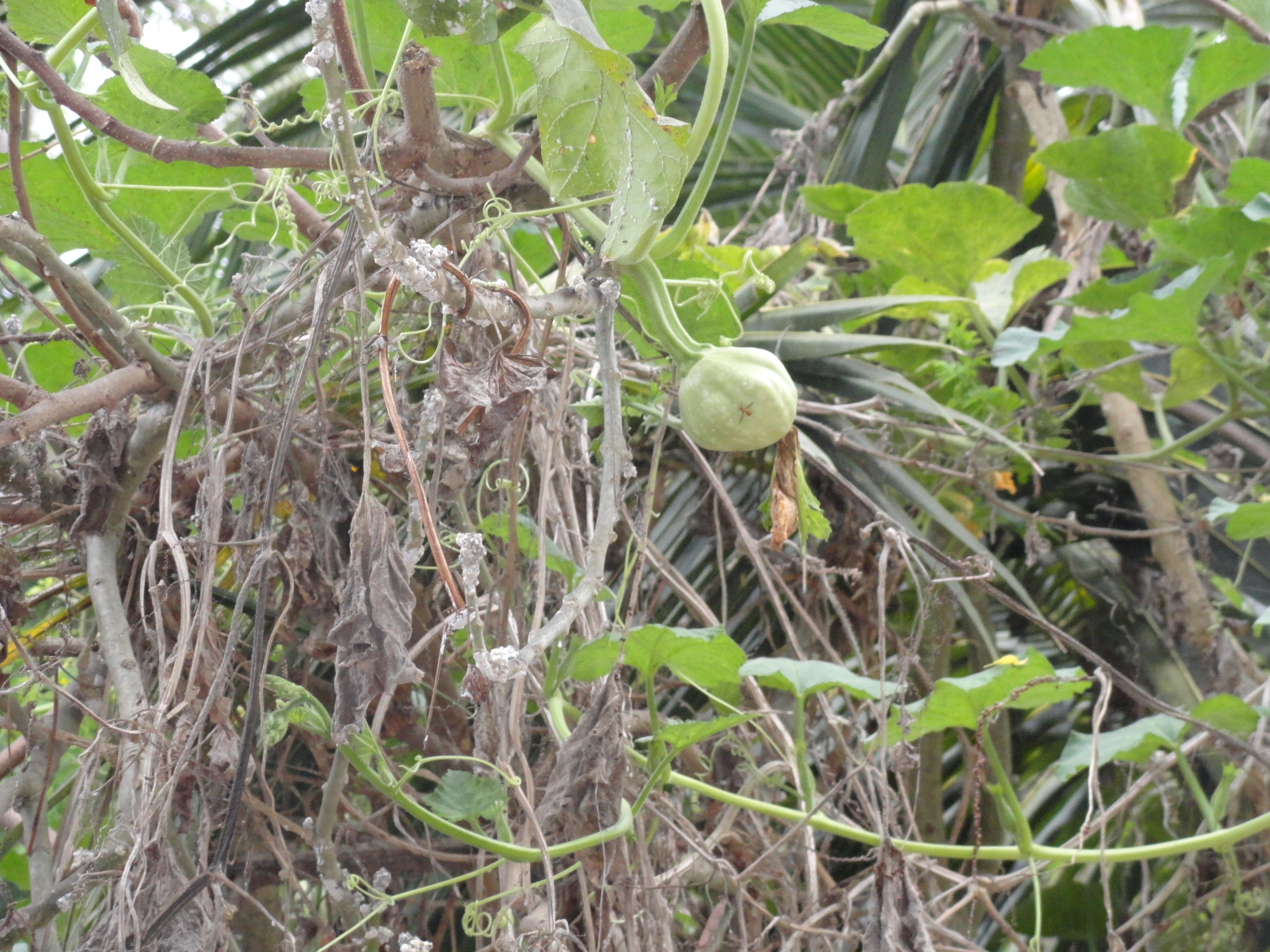 Lagenaria siceraria