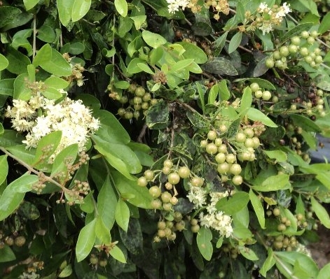 Lawsonia inermis