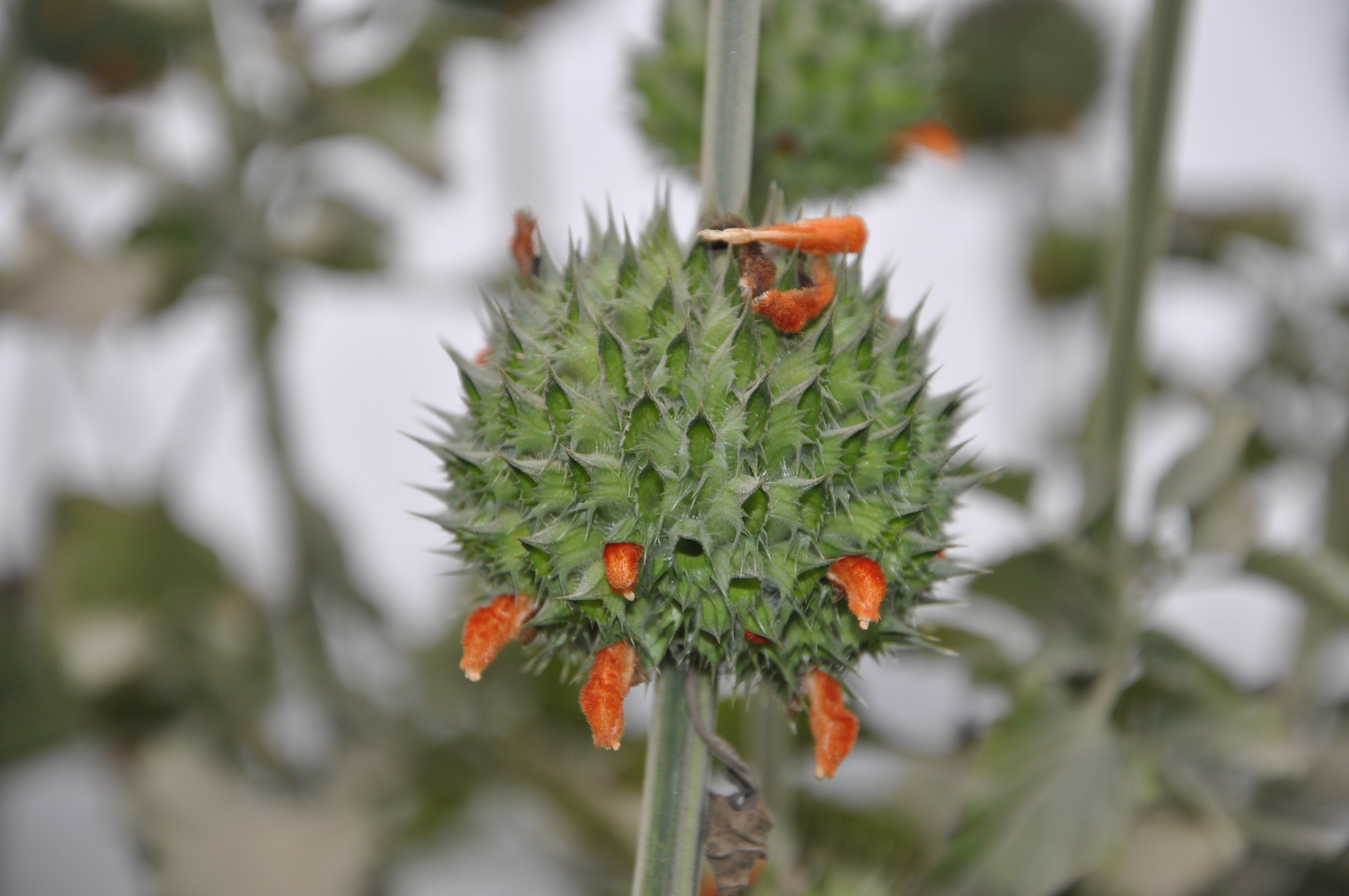 Leonotis nepetaefolia